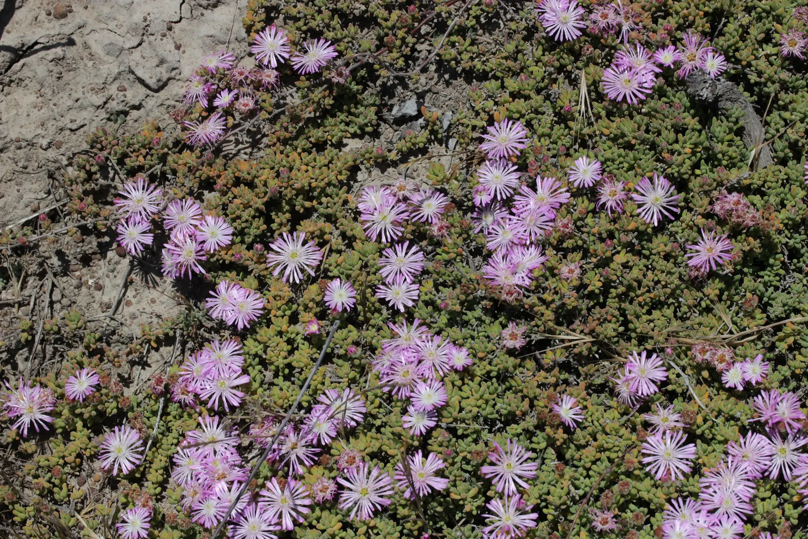 Rosea Ice Plant (Drosanthemum Floribundum) — adding a burst of color to rock gardens or xeriscapes