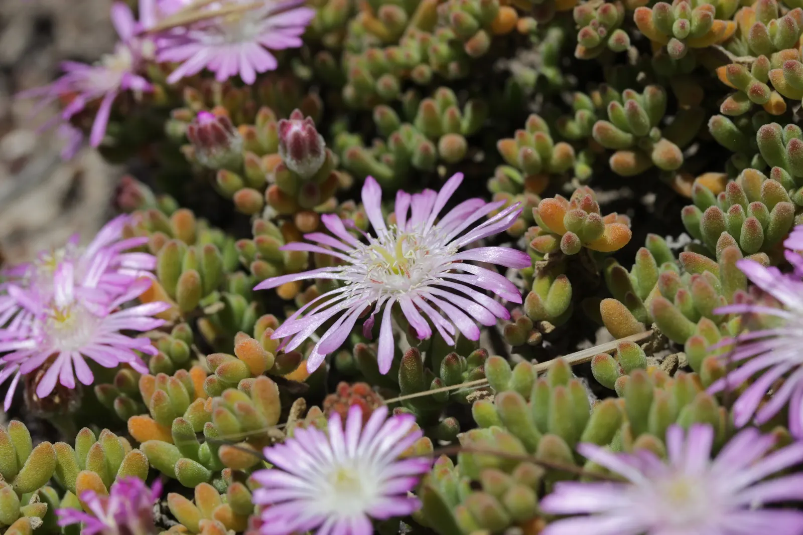 Rosea Ice Plant (Drosanthemum Floribundum) — evergreen leaves that glisten in the sunlight