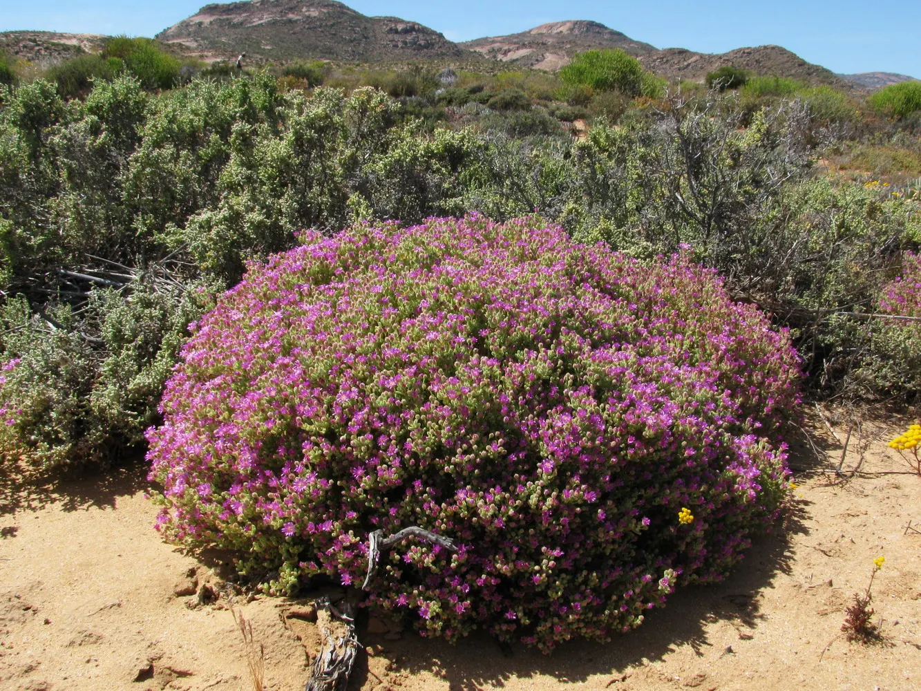 Rosea Ice Plant (Drosanthemum Floribundum) — each approximately 0.5 to 1 inch in diameter.<br><br>As a drought-tolerant species