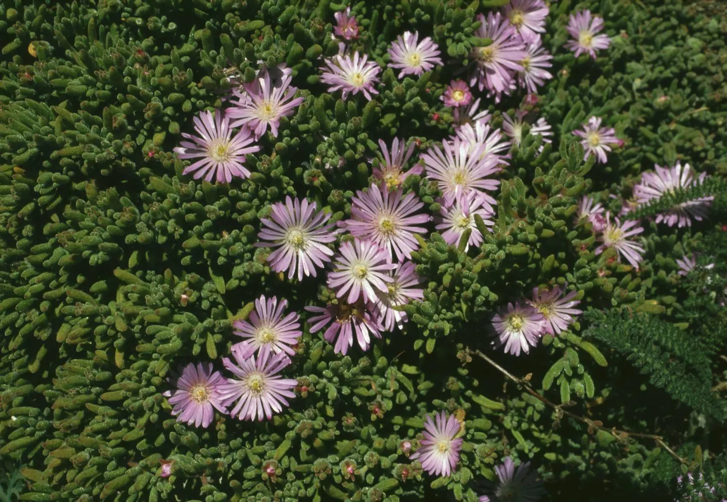 Rosea Ice Plant (Drosanthemum Floribundum) — hence the name "Ice Plant." <br><br>Reaching a modest height of only 4 to 6 inches with a spreading habit
