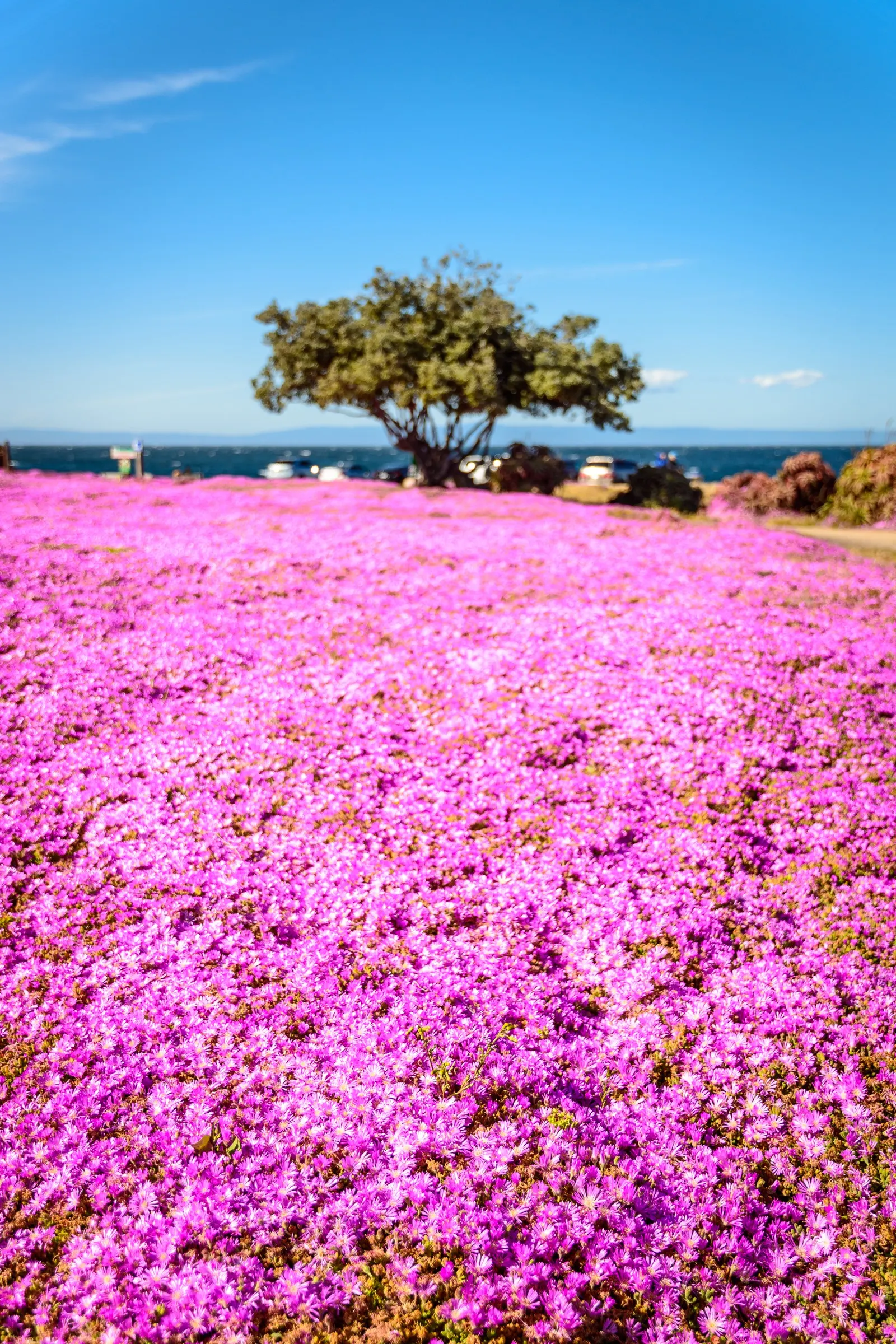 Rosea Ice Plant (Drosanthemum Floribundum) — Rosea Ice Plants can cover an area up to 2 feet wide
