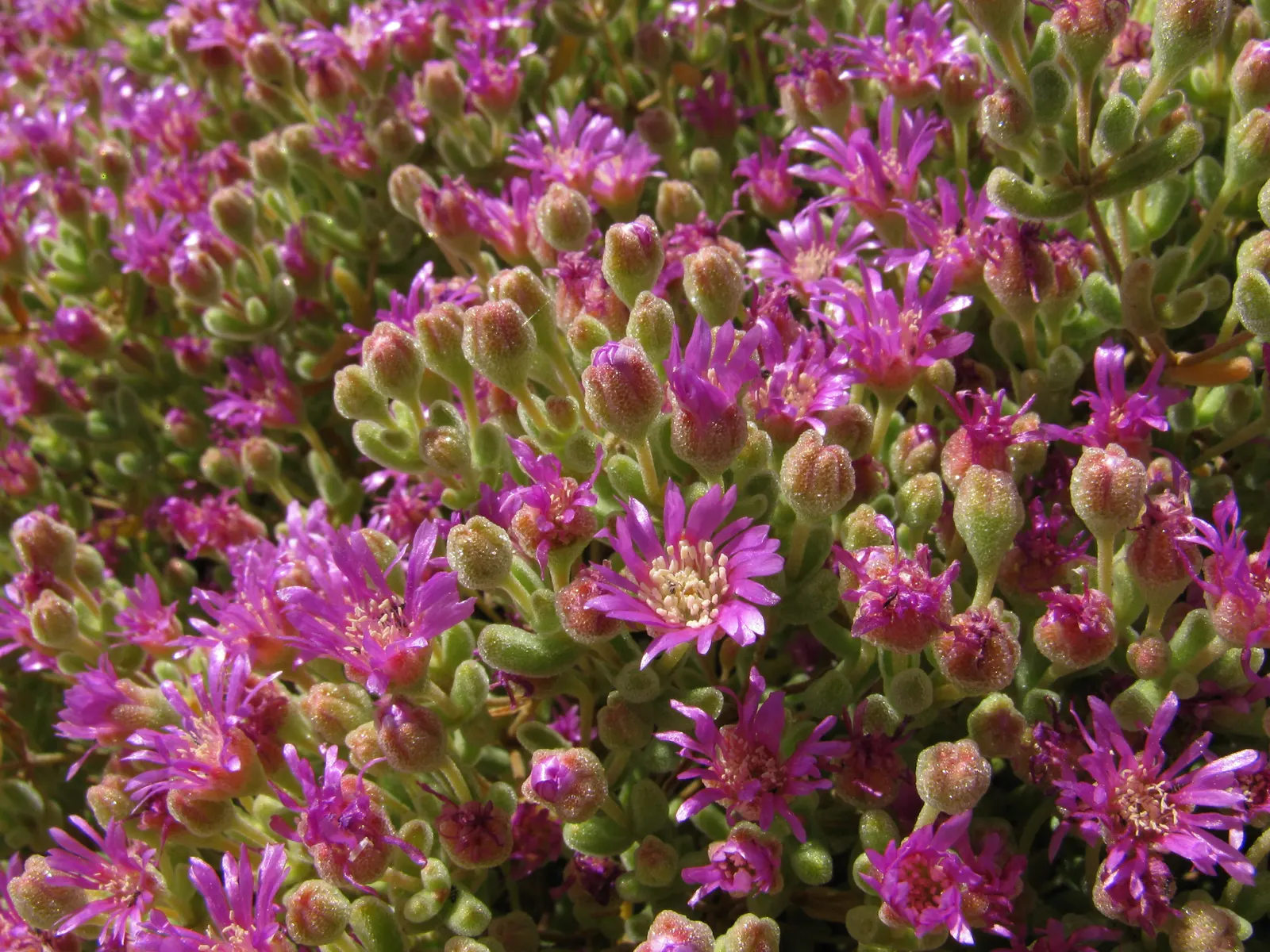 Rosea Ice Plant (Drosanthemum Floribundum) — is a vibrant and attractive ground cover that thrives in USDA Hardiness Zones 9 to 11