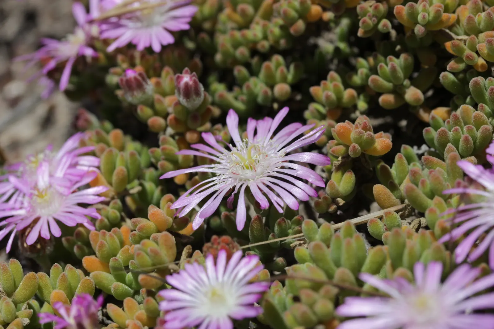Rosea Ice Plant (Drosanthemum Floribundum) — making them an excellent choice for filling gaps in the landscape and adding a swath of color