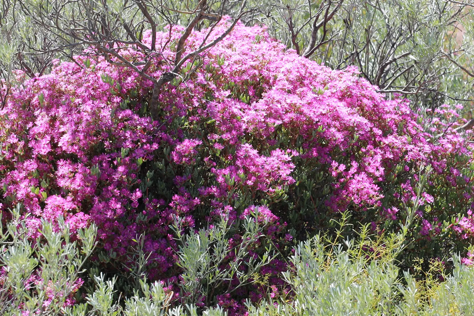 Rosea Ice Plant (Drosanthemum Floribundum) — It is known for its succulent
