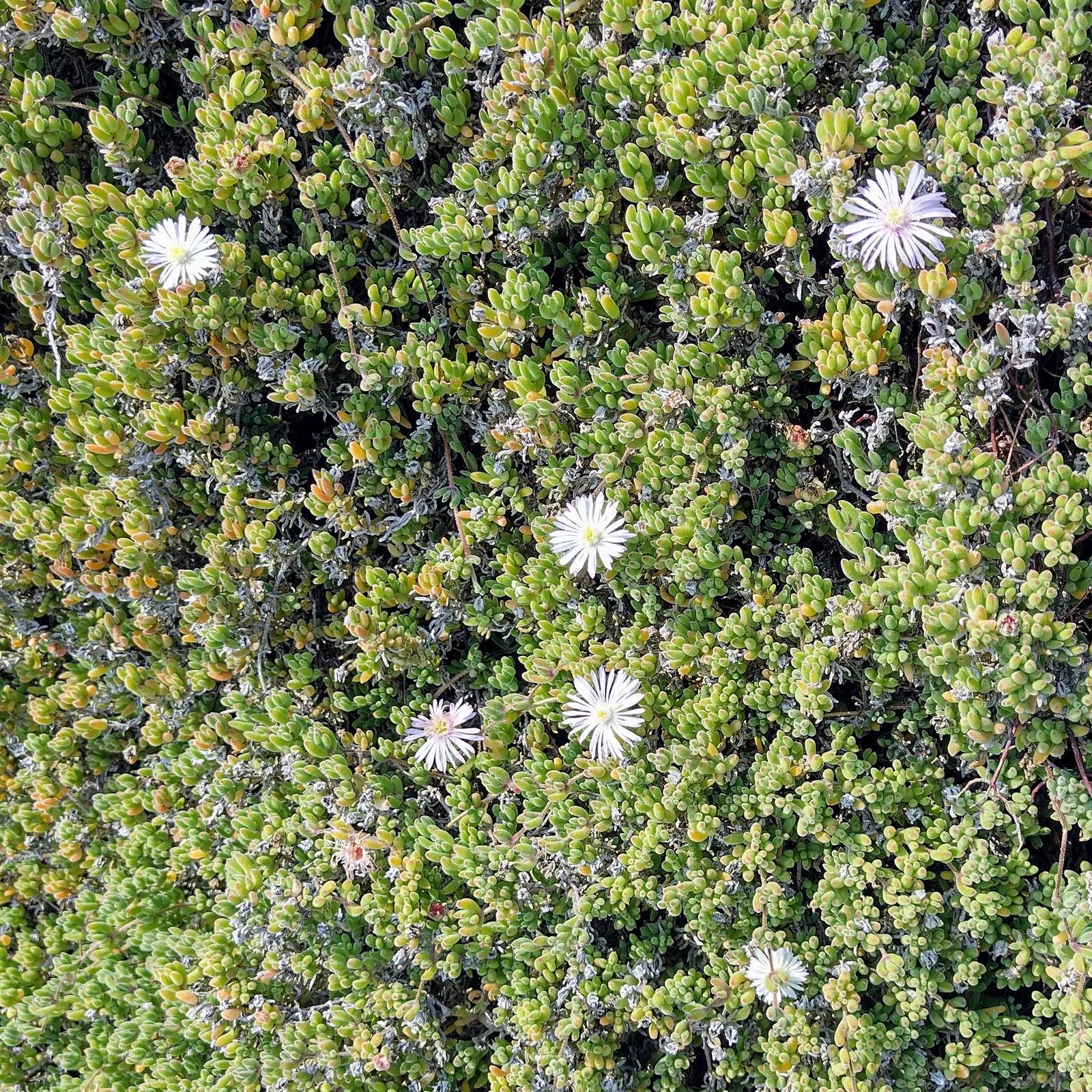 Rosea Ice Plant (Drosanthemum Floribundum) — Minimal maintenance required