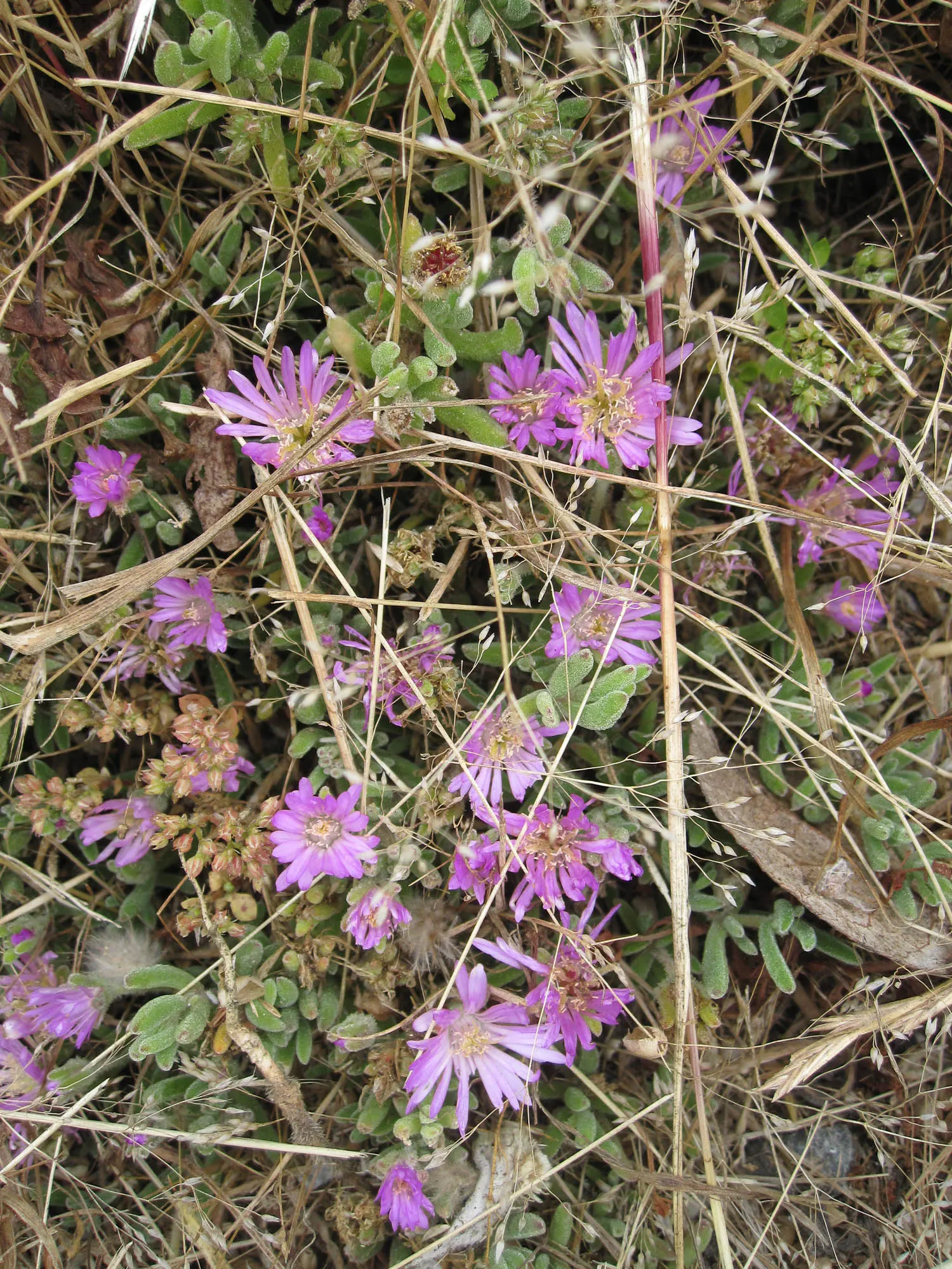 Rosea Ice Plant (Drosanthemum Floribundum) — Plant in well-draining soil; USDA zones 9-11