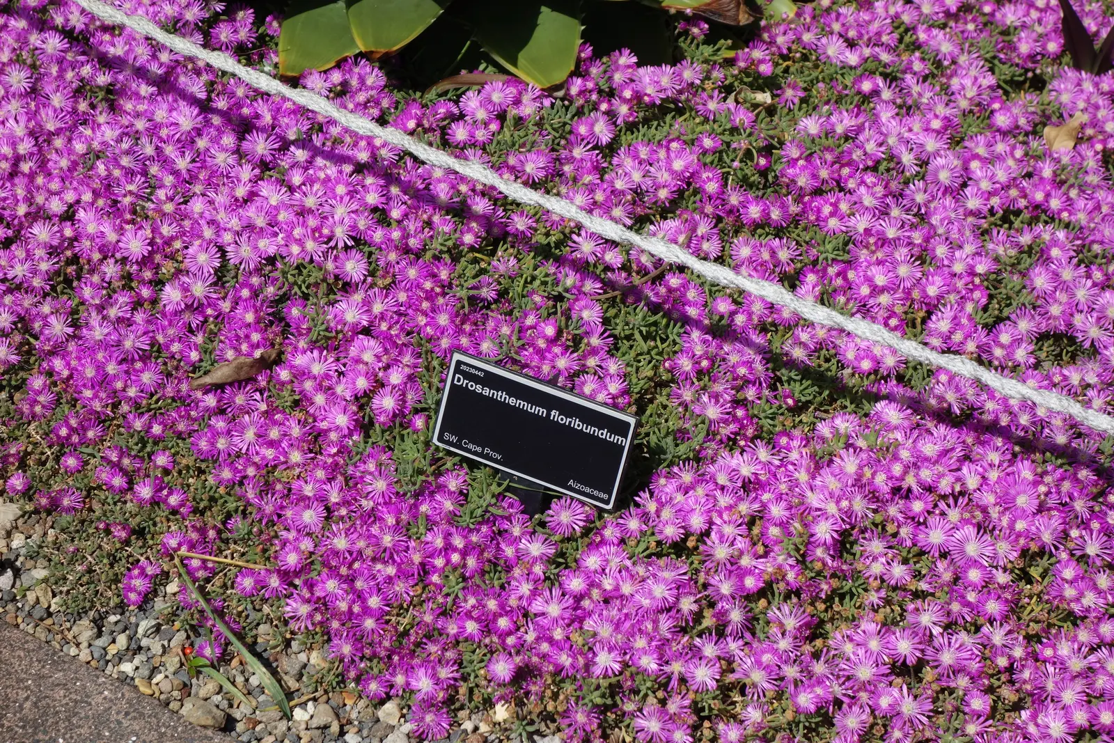 Rosea Ice Plant (Drosanthemum Floribundum) — reaching up to 6 inches in height with a 24-inch spread