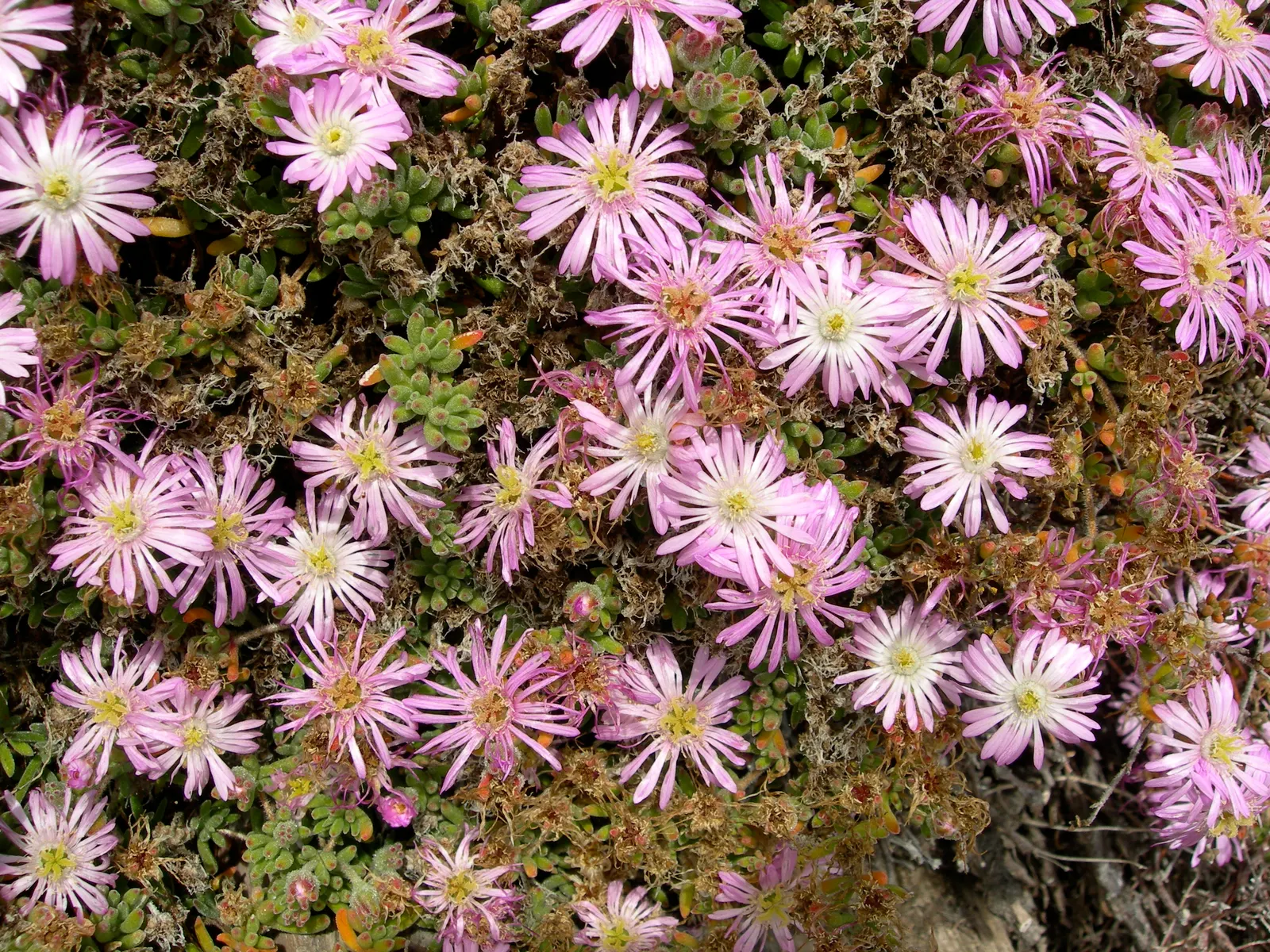Rosea Ice Plant (Drosanthemum Floribundum) — this drought-resistant succulent thrives in full sun