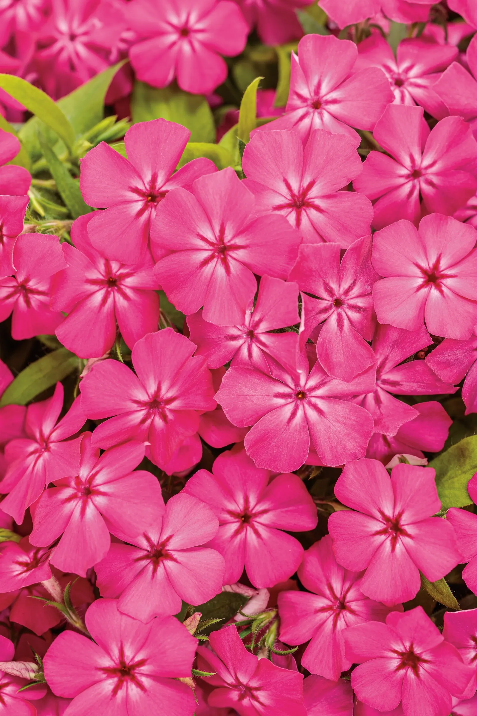 Bright Pink Phlox (Phlox drummondii) — Hardy in USDA Zones 10a-11b