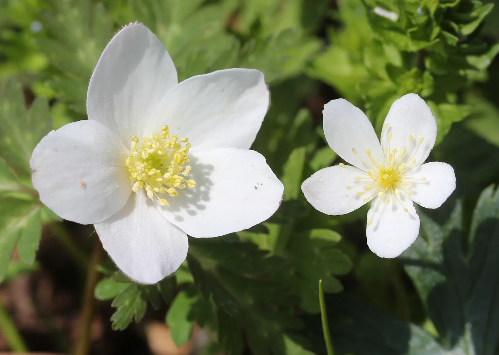 Japanese Anemone (Anemone Japonica) — Typically blooming from late summer into fall; with yellow stamens that attract pollinators to the garden