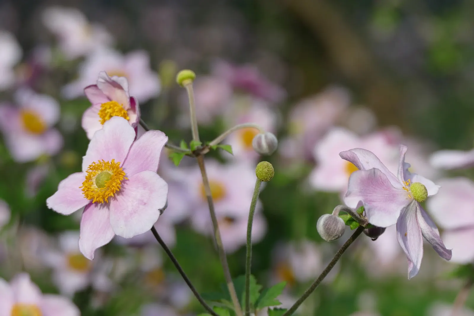 Japanese Anemone (Anemone Japonica) — complemented by dark green; typically blooming from late summer into fall, image 139