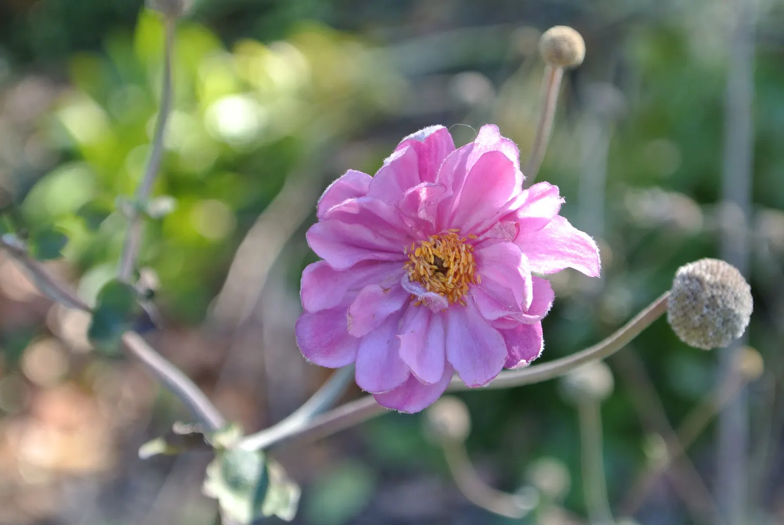 Japanese Anemone (Anemone Japonica) — presents a captivating display of simple yet elegant beauty in the landscape
