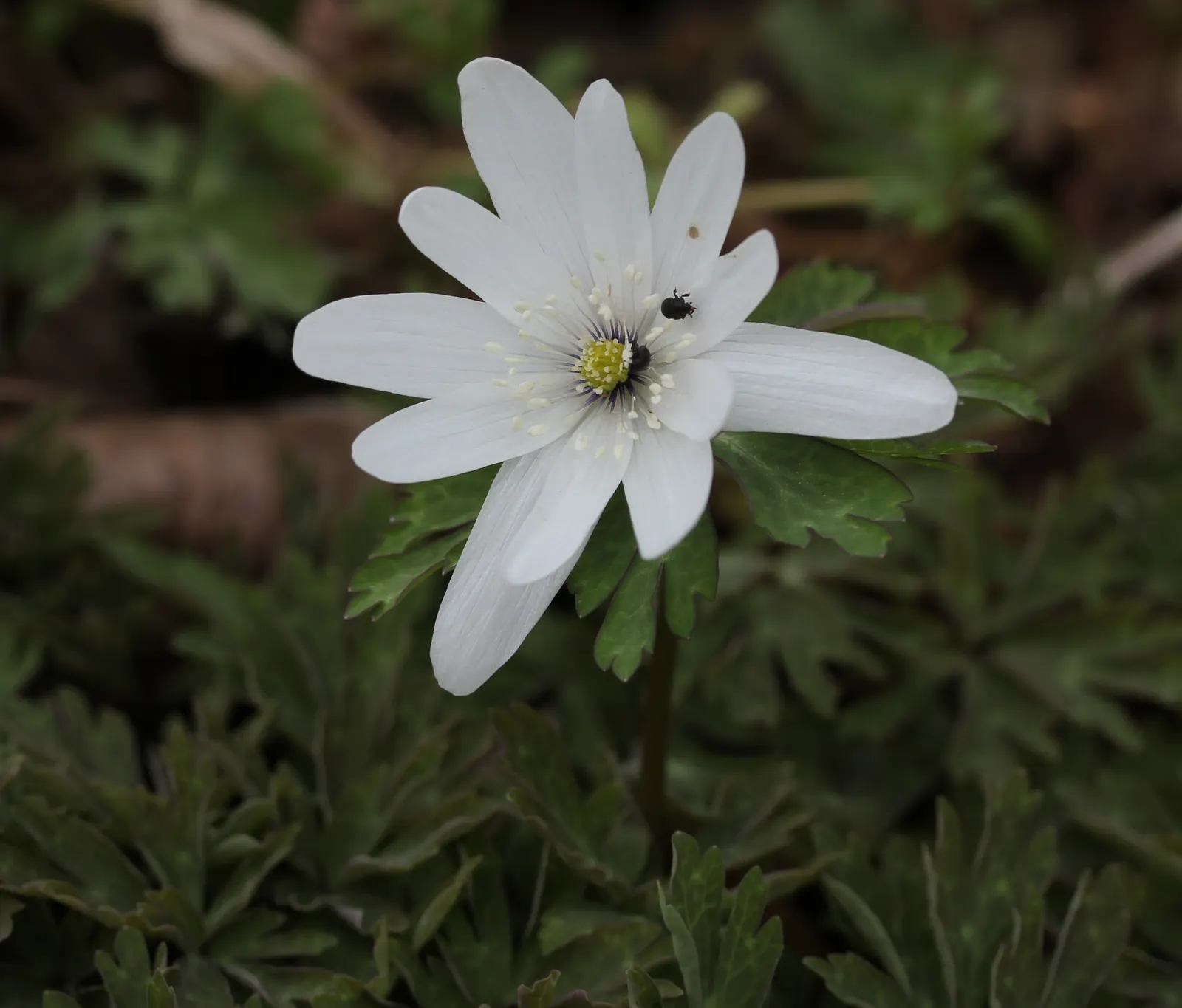 Japanese Anemone (Anemone Japonica) — provided the soil remains consistently moist; making it a practical selection for areas where deer browsing, image 183