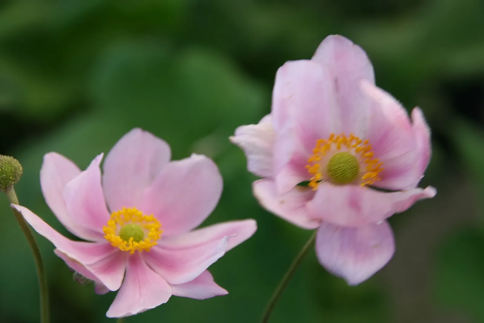 Japanese Anemone (Anemone Japonica) — perennial with blue and multi-colored and pink and white blooms