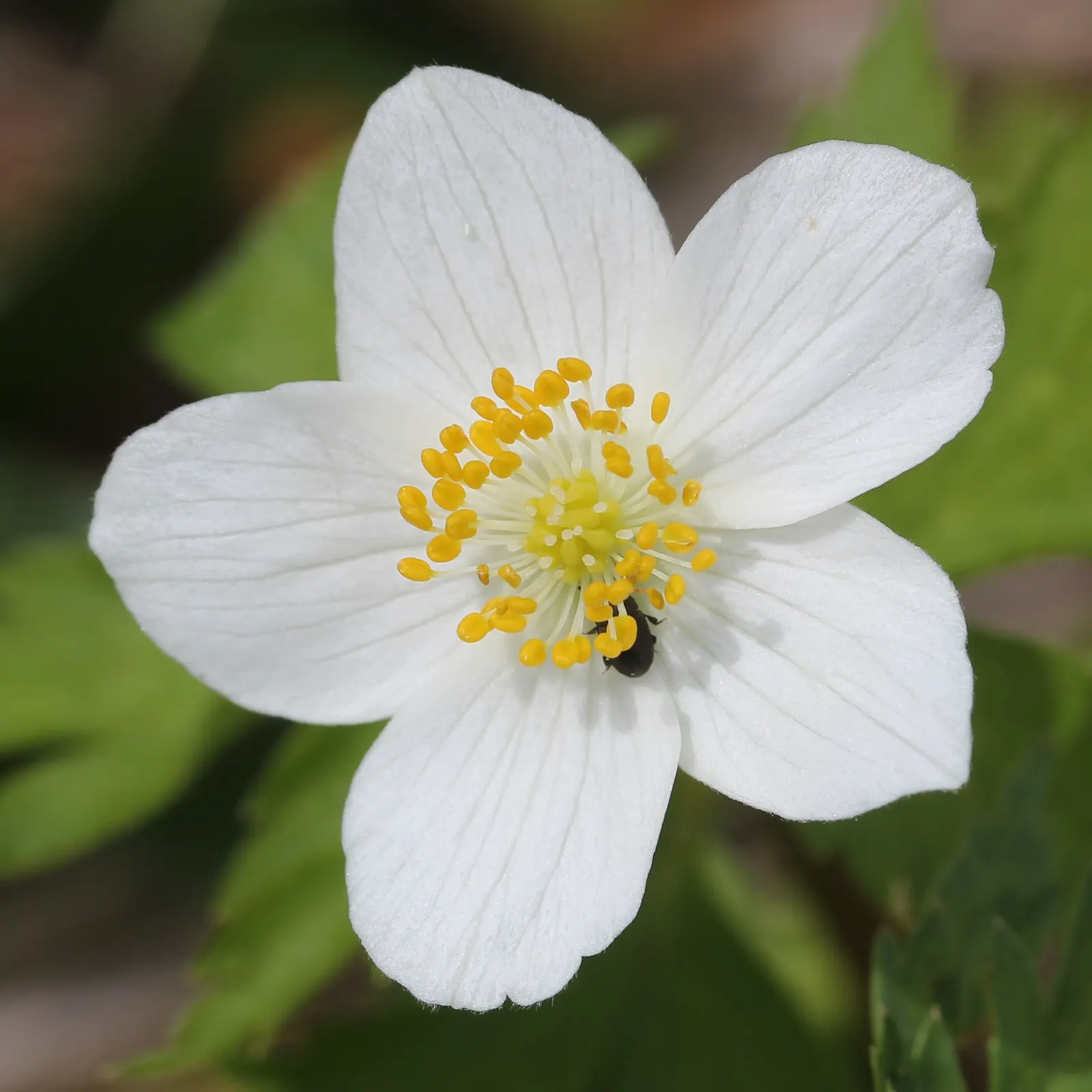 Japanese Anemone (Anemone Japonica) — perennial with blue and multi-colored and pink and white blooms; the Anemone japonica is somewhat deer, image 131