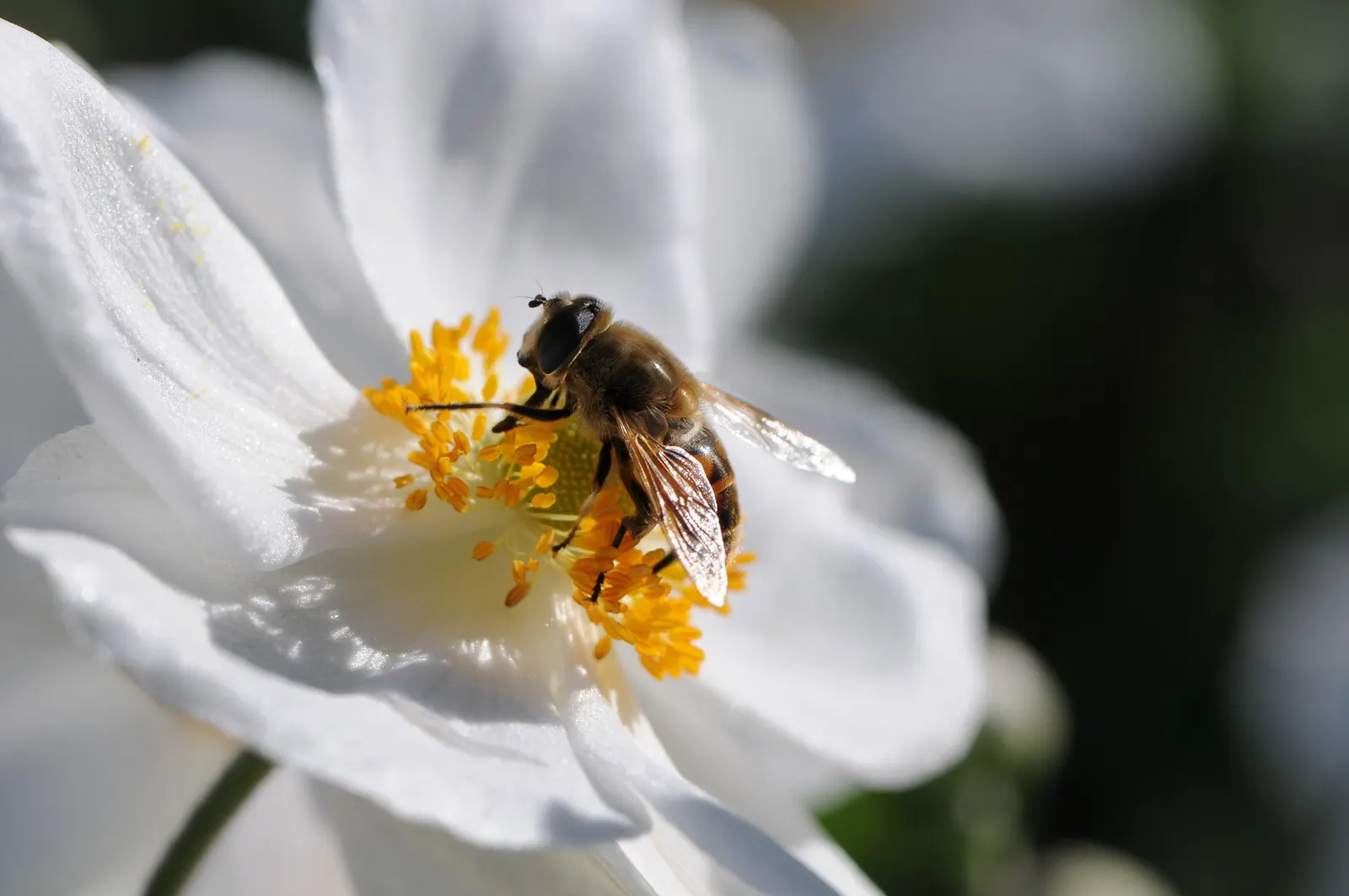 Japanese Anemone (Anemone Japonica) — presents a captivating display of simple yet elegant beauty in the landscape; this perennial prefers partial, image 143