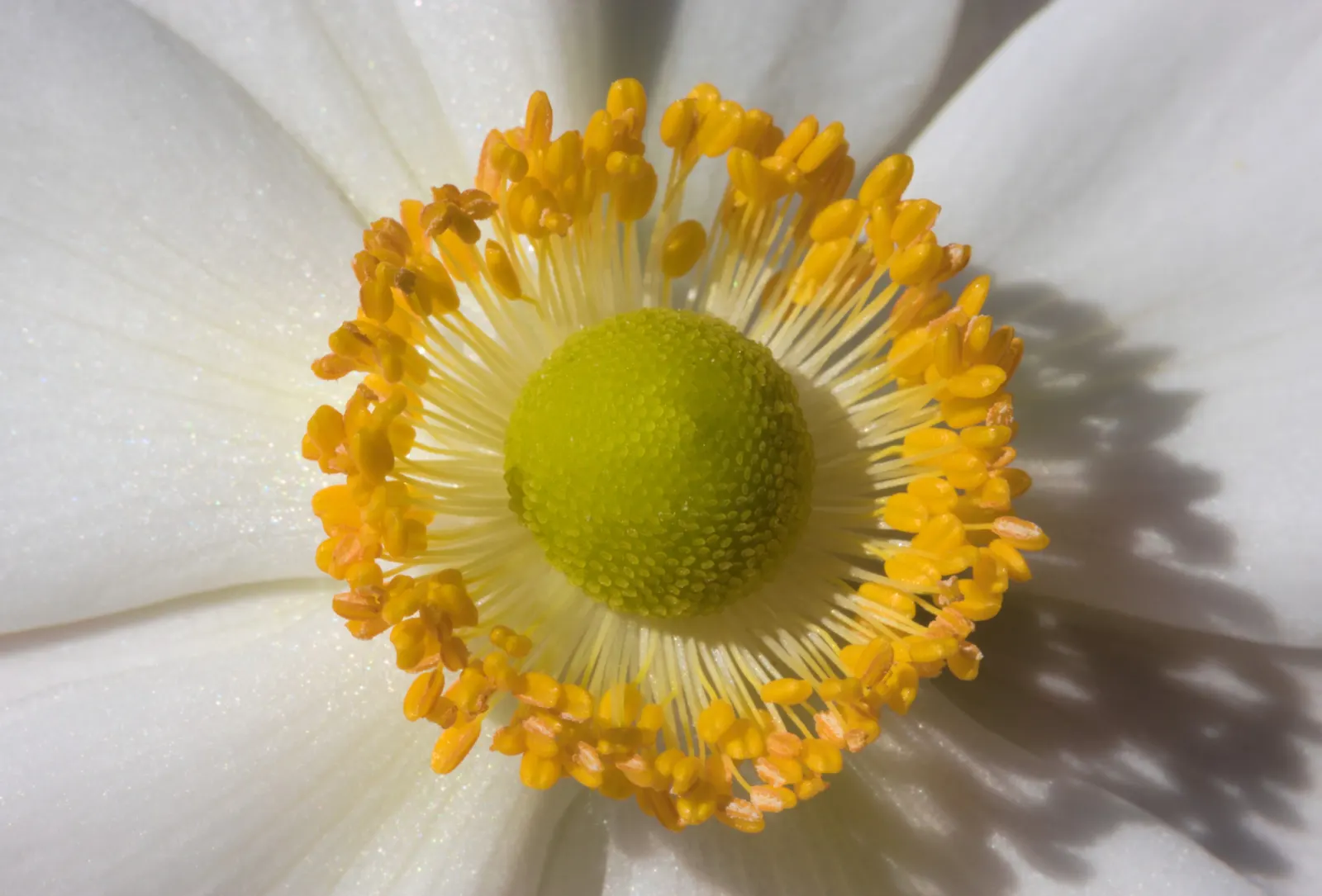Japanese Anemone (Anemone Japonica) — japonica) graces gardens with its elegant; presents a captivating display of simple yet elegant beauty in the, image 134