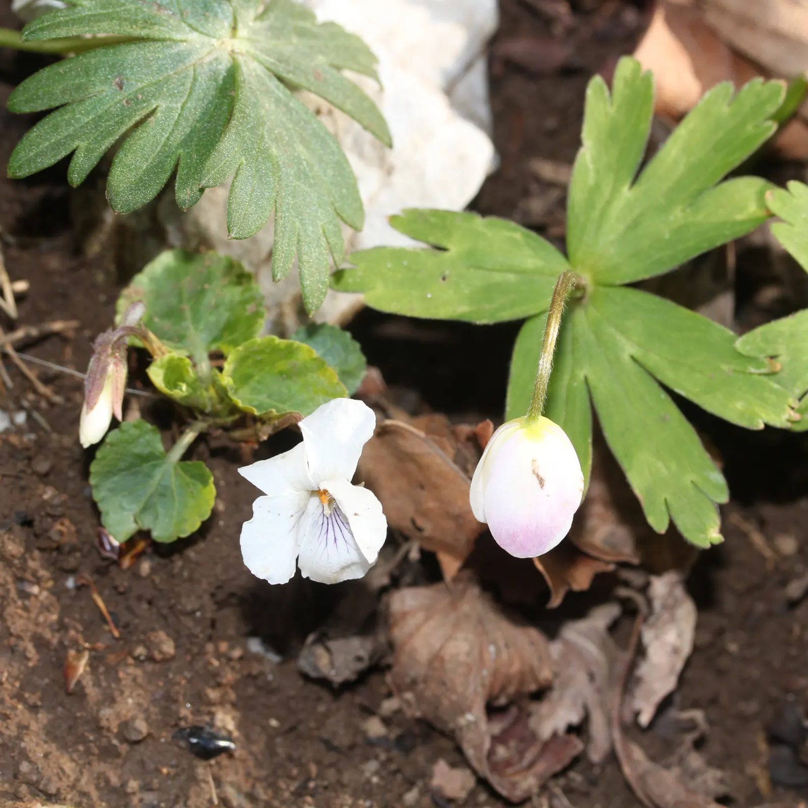 Japanese Anemone (Anemone Japonica) — complemented by dark green; typically blooming from late summer into fall