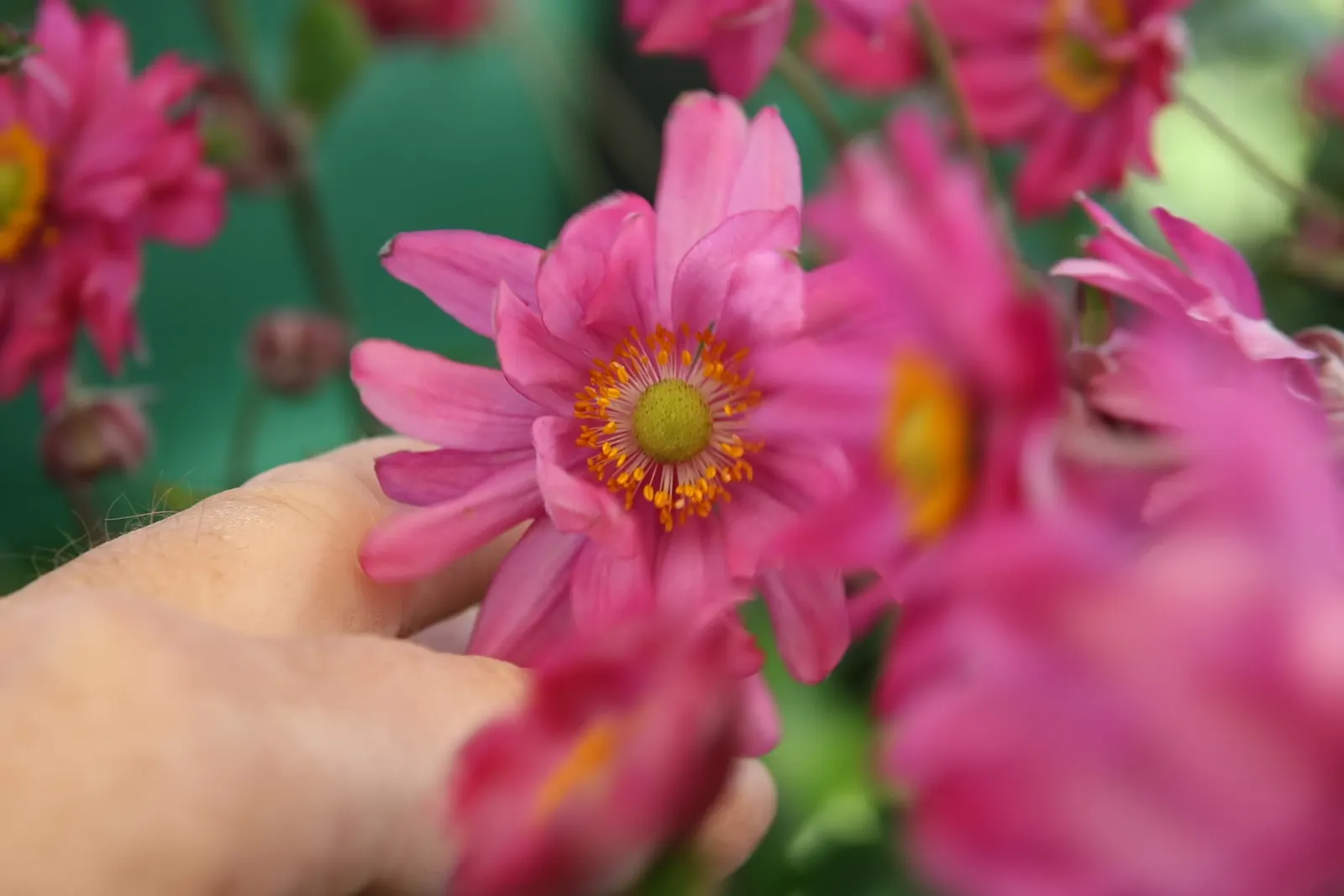Japanese Anemone (Anemone Japonica) — Blossoms range in color from pure white to deep pink