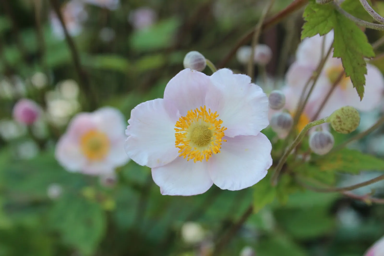 Japanese Anemone (Anemone Japonica) — Blossoms range in color from pure white to deep pink; saucer-shaped flowers that dance atop slender stems, image 87