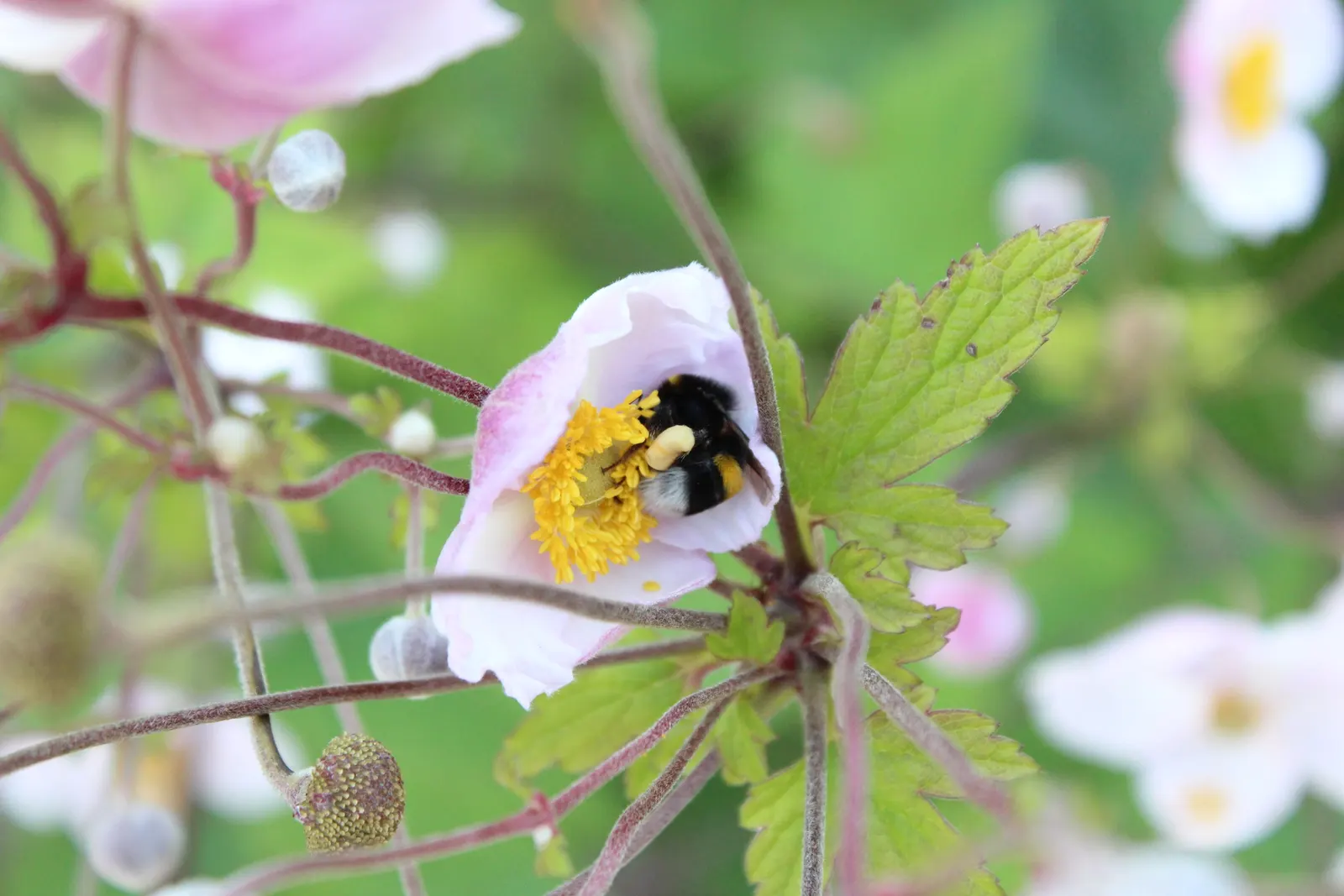 Japanese Anemone (Anemone Japonica) — varieties with darker foliage may tolerate more sun, image 116