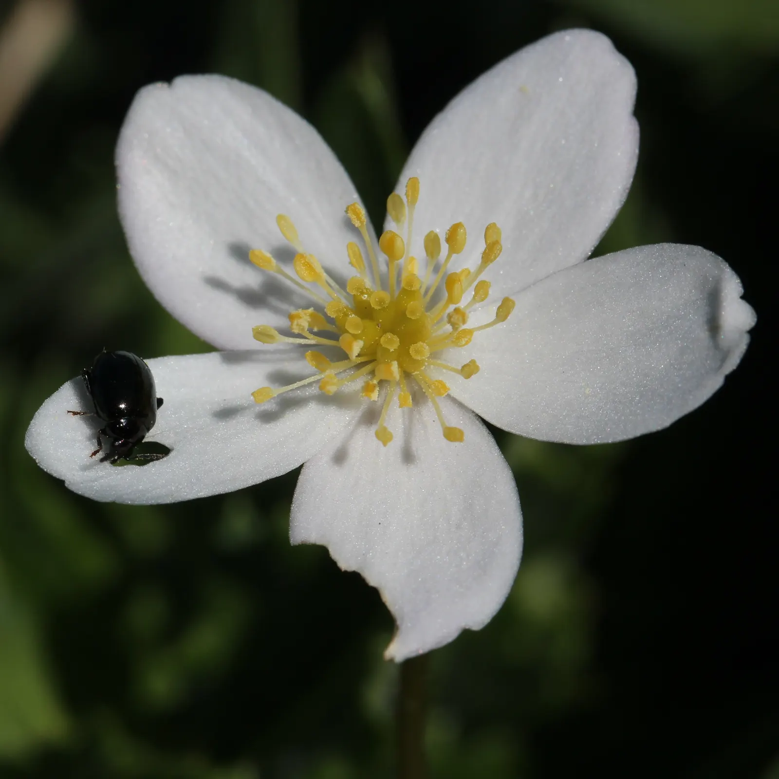 Japanese Anemone (Anemone Japonica) — its blossoms are typically a soft pink or white, image 171