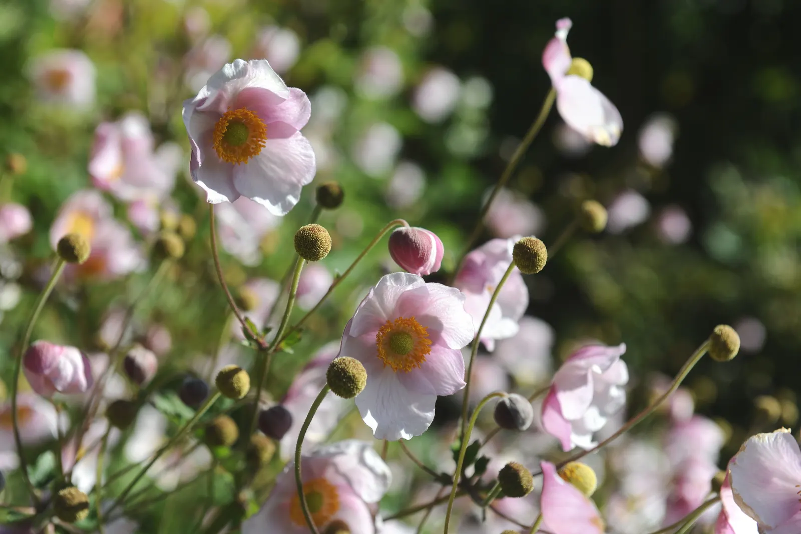 Japanese Anemone (Anemone Japonica) — while achieving a spread of 1.5 to 2.5 feet at maturity; saucer-shaped blooms atop wiry stems, image 180