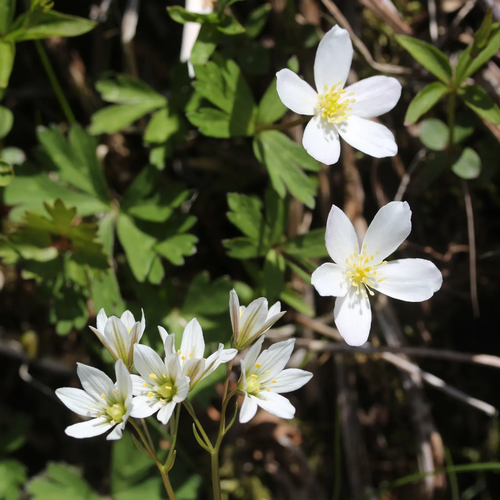 Japanese Anemone (Anemone Japonica) — which can add a dynamic contrast when placed amongst structured or evergreen plantings; blossoms range in, image 93
