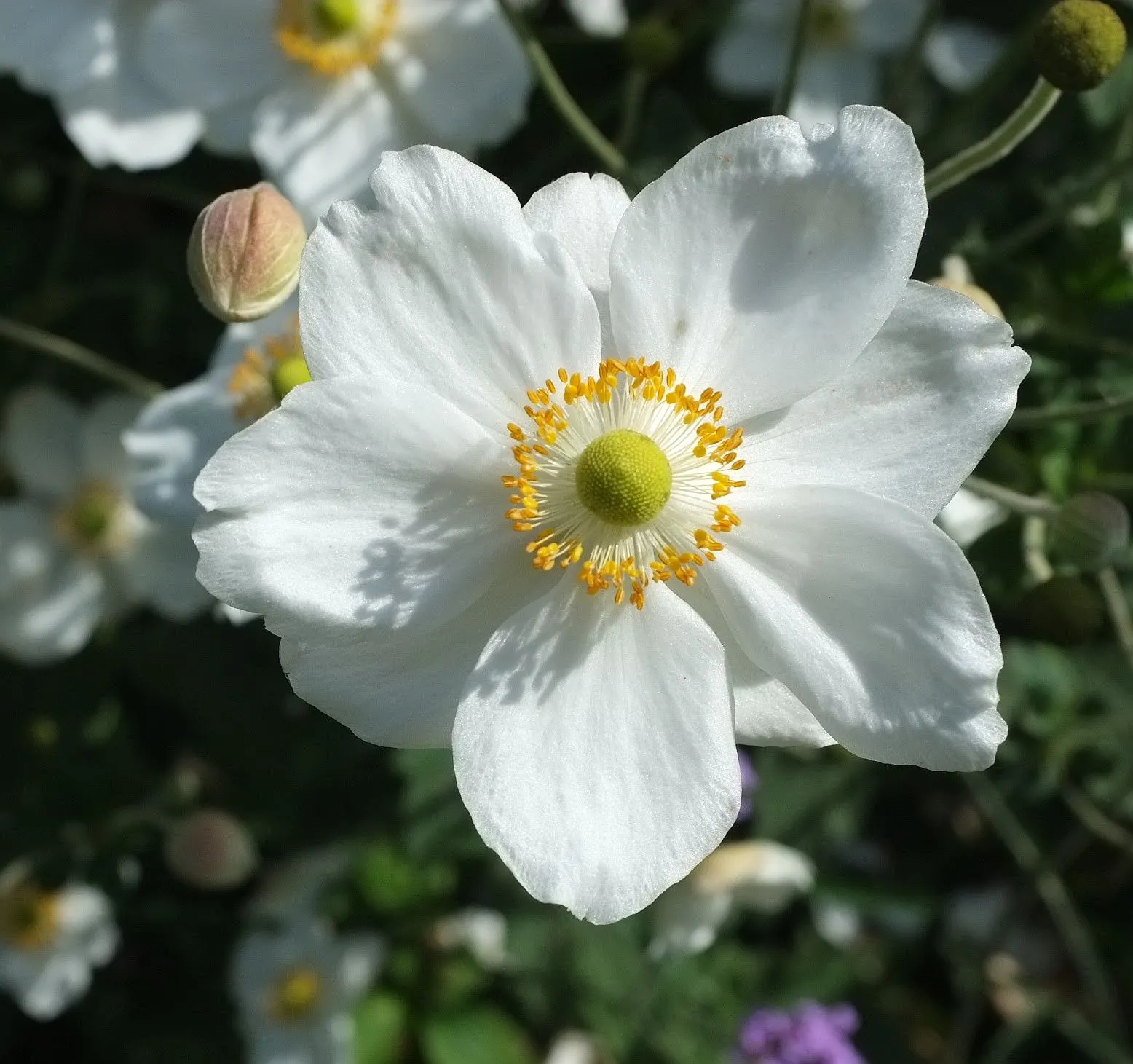 Japanese Anemone (Anemone Japonica) — reaching heights of 24 to 36 inches