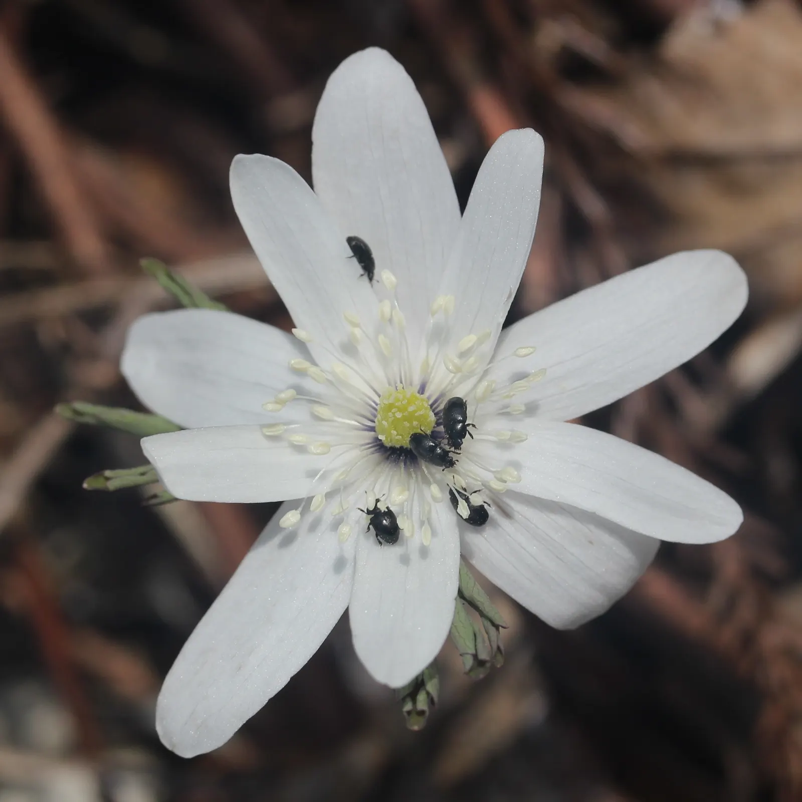 Japanese Anemone (Anemone Japonica) — saucer-shaped blooms atop wiry stems; provided the soil remains consistently moist, image 135
