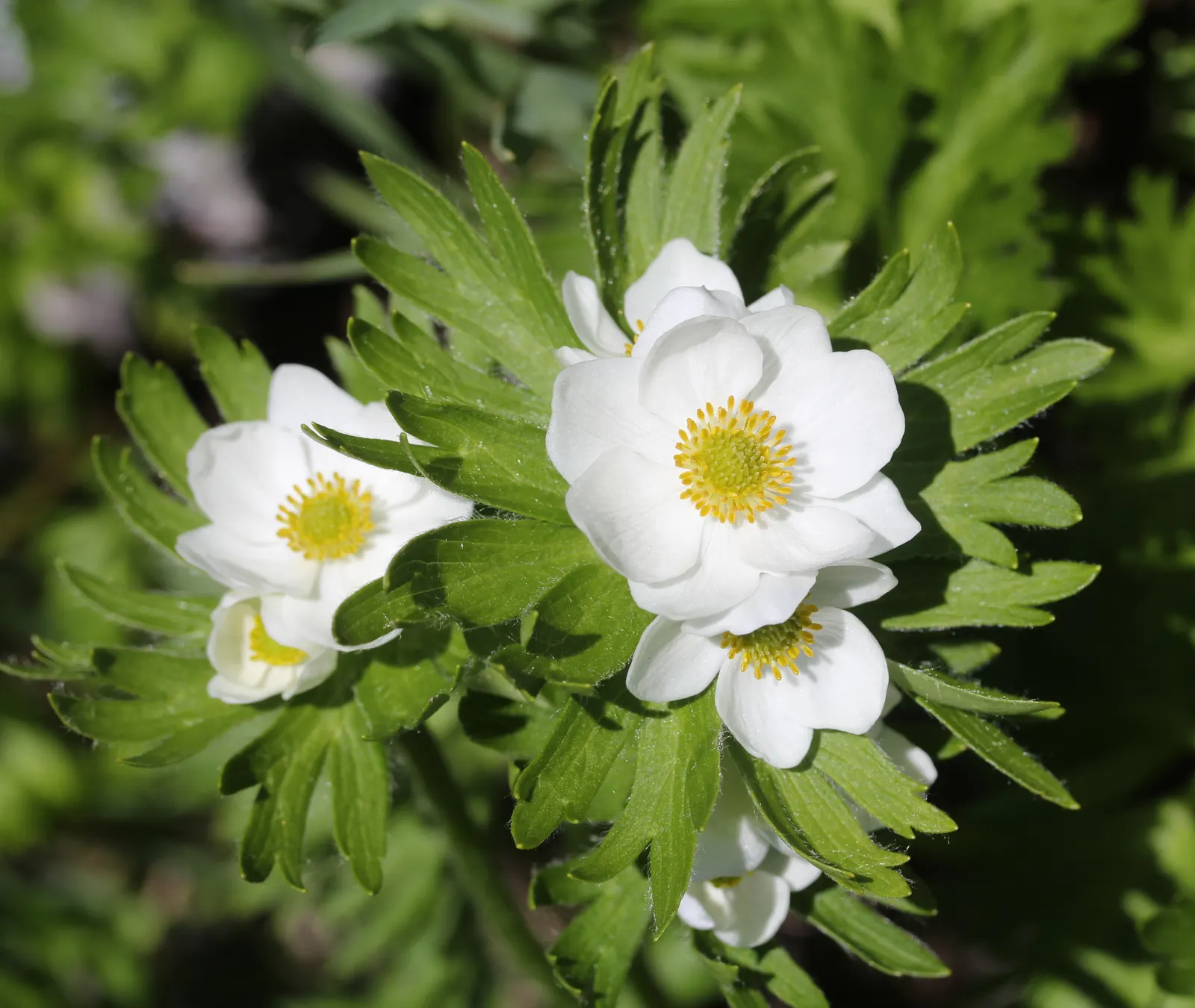 Japanese Anemone (Anemone Japonica) — The Japanese Anemone (Anemone hupehensis var; reaching heights of 24 to 36 inches, image 67