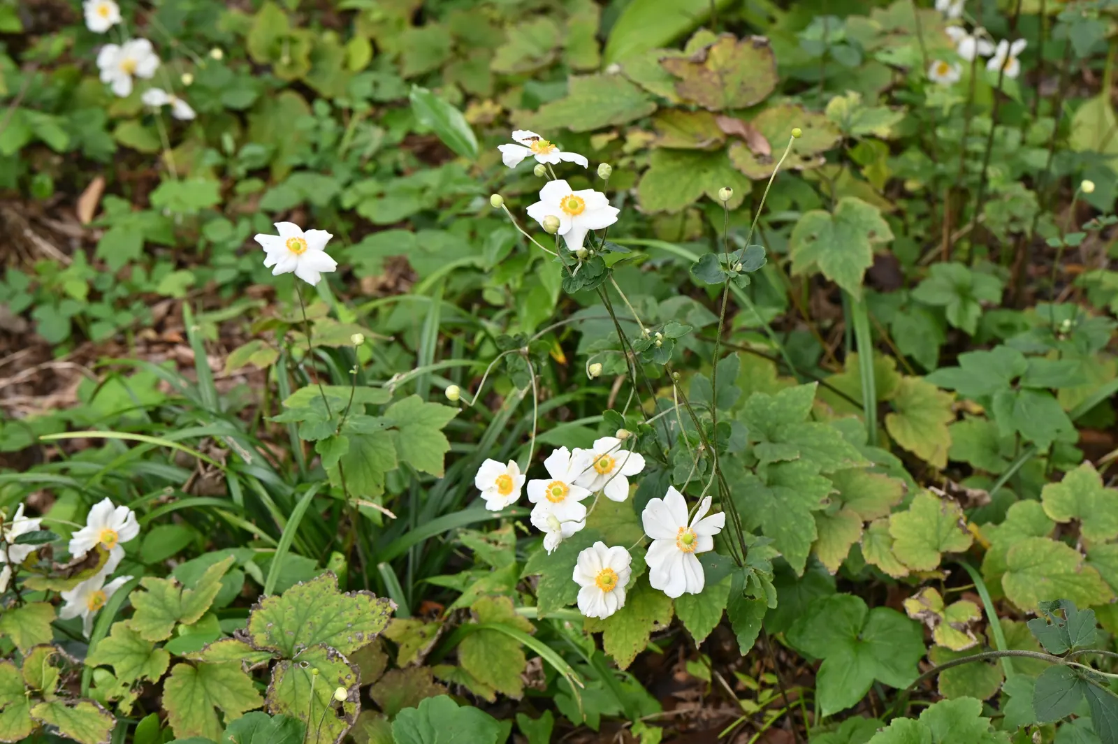 Japanese Anemone (Anemone Japonica) — complemented by dark green; typically blooming from late summer into fall, image 172