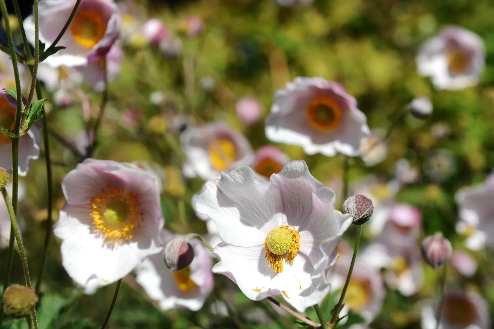 Japanese Anemone (Anemone Japonica) — Blossoms range in color from pure white to deep pink; saucer-shaped flowers that dance atop slender stems, image 120