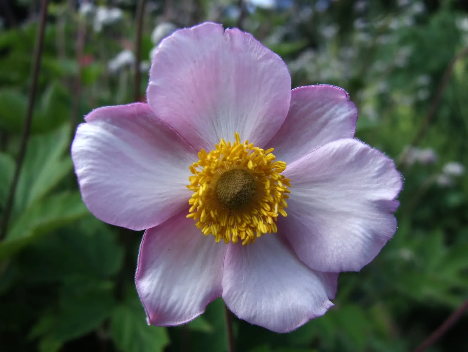 Japanese Anemone (Anemone Japonica) — its blossoms are typically a soft pink or white, image 105