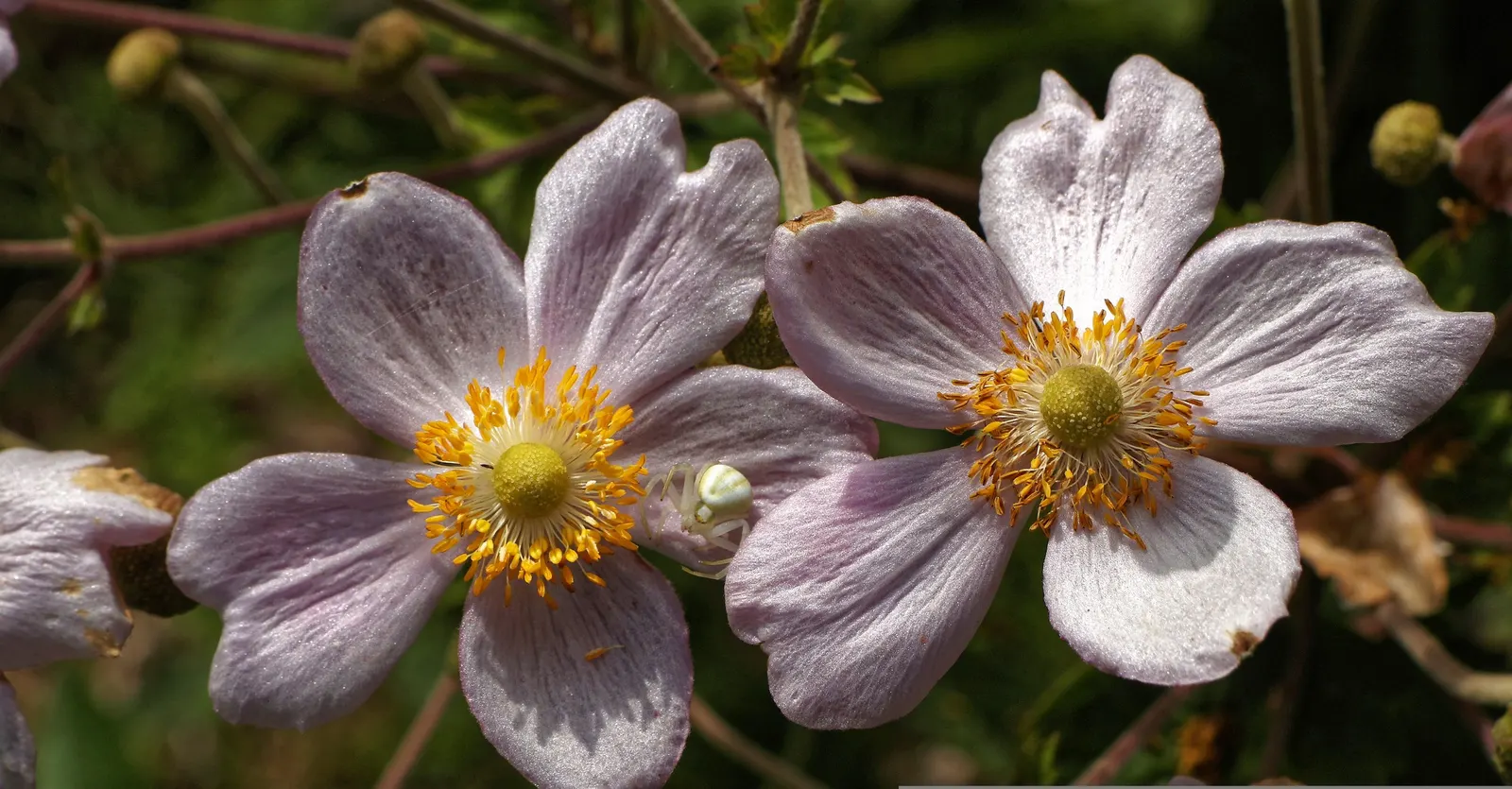 Japanese Anemone (Anemone Japonica) — varieties with darker foliage may tolerate more sun, image 149