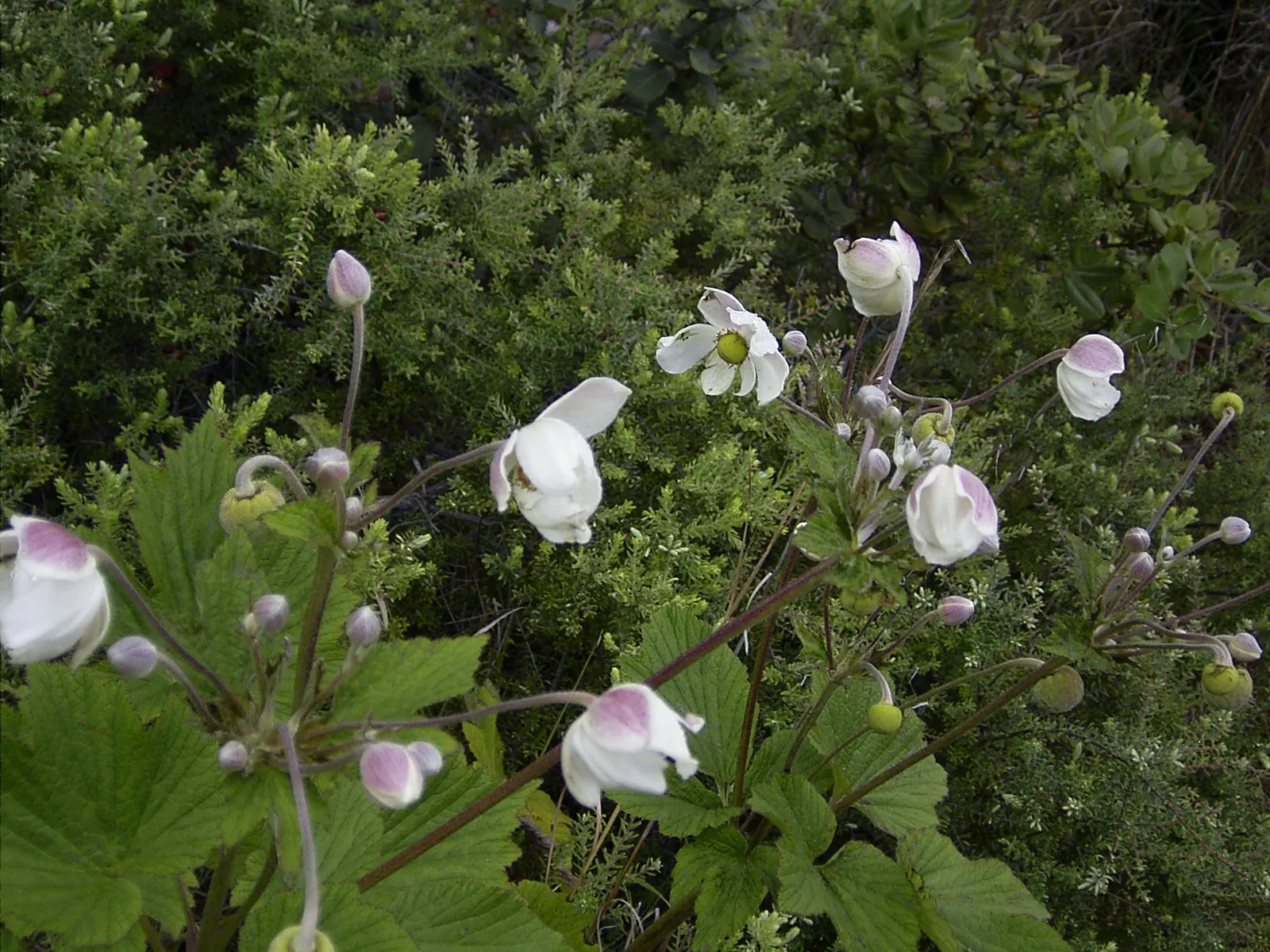 Japanese Anemone (Anemone Japonica) — this perennial's height ranges from 2 to 4 feet; aside from deadheading to encourage additional blooms, image 146
