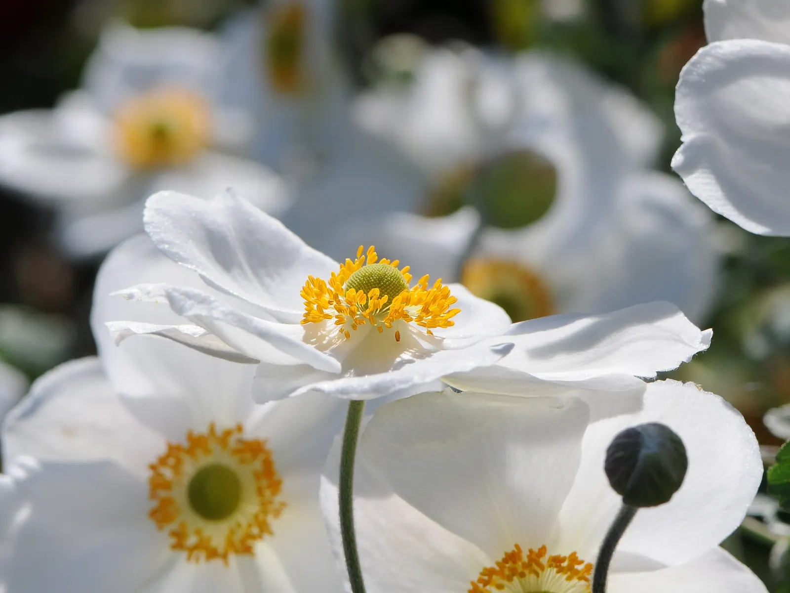 Japanese Anemone (Anemone Japonica) — this perennial's height ranges from 2 to 4 feet; aside from deadheading to encourage additional blooms