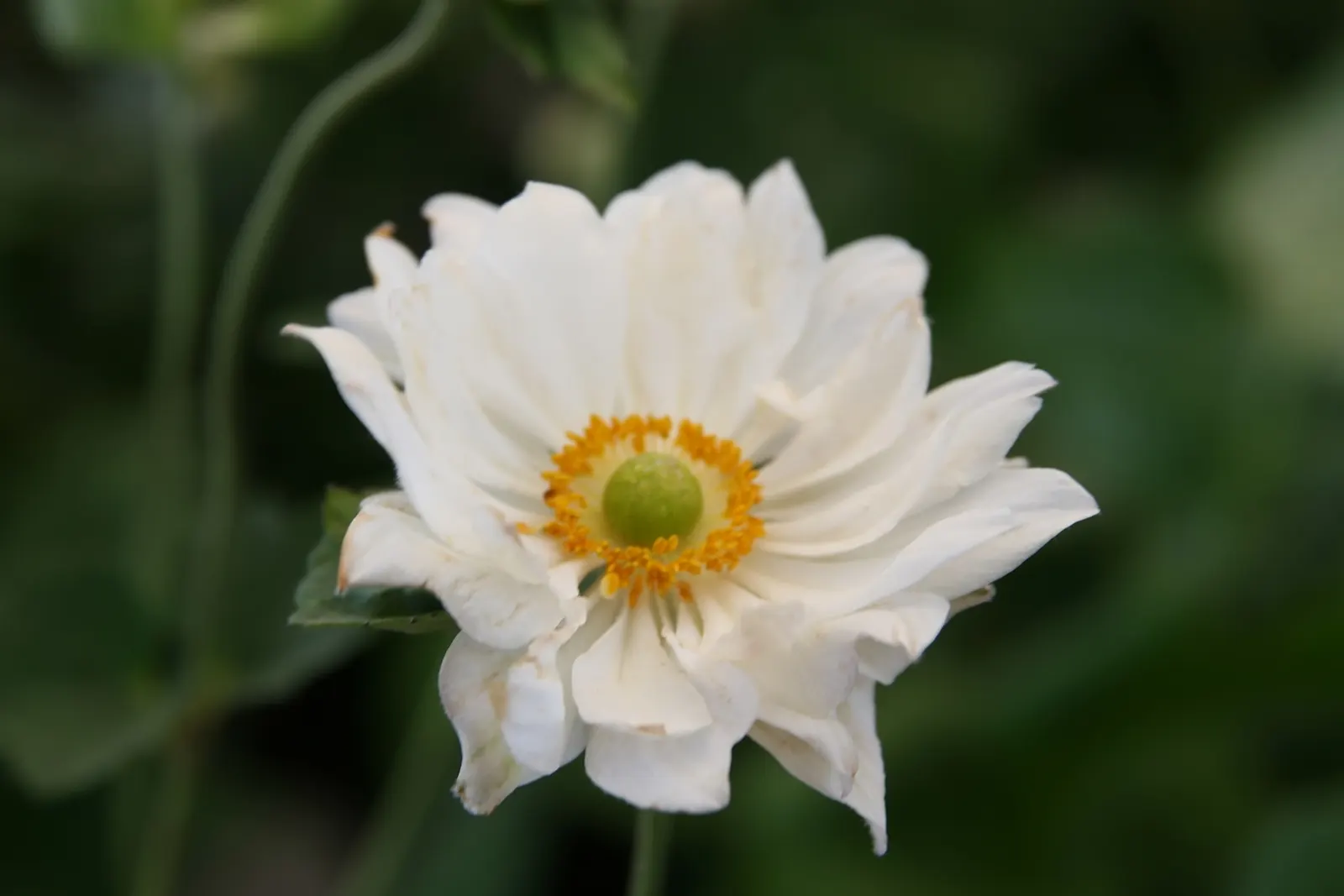 Japanese Anemone (Anemone Japonica) — Its clumping habit and lack of invasiveness render it a courteous neighbor within the garden tapestry, image 94