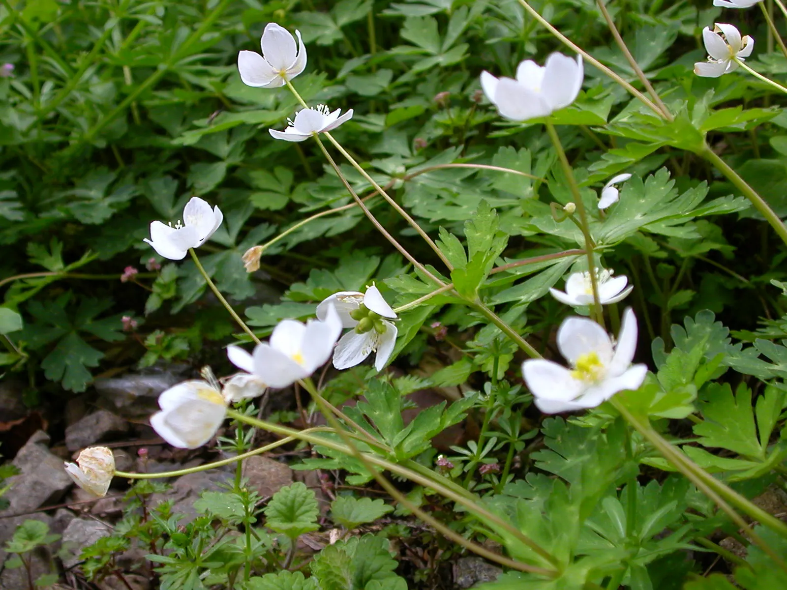 Japanese Anemone (Anemone Japonica) — This perennial prefers partial shade and well-drained soil, spreading 18 to 24 inches wide; with, image 107