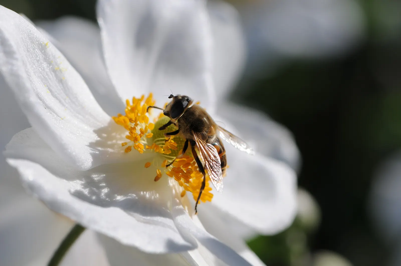 Japanese Anemone (Anemone Japonica) — japonica) graces gardens with its elegant; presents a captivating display of simple yet elegant beauty in the, image 68