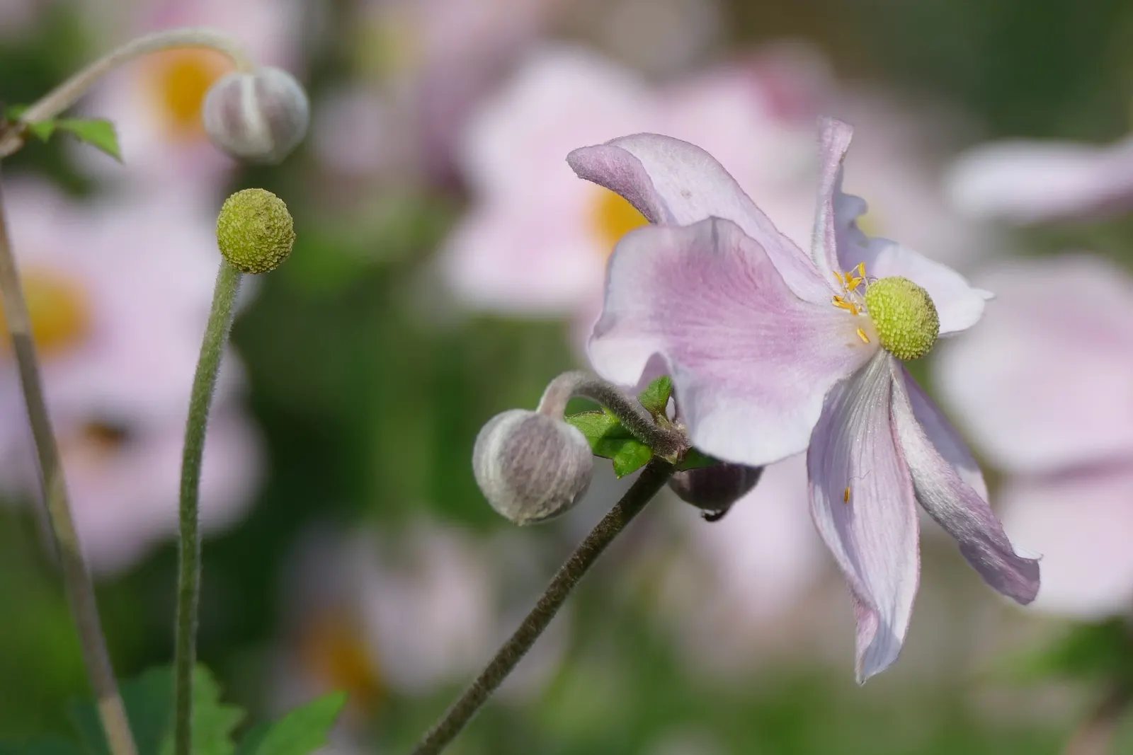 Japanese Anemone (Anemone Japonica) — blue and multi-colored and pink and white flowers in the garden; the Japanese Anemone flourishes in partial, image 163