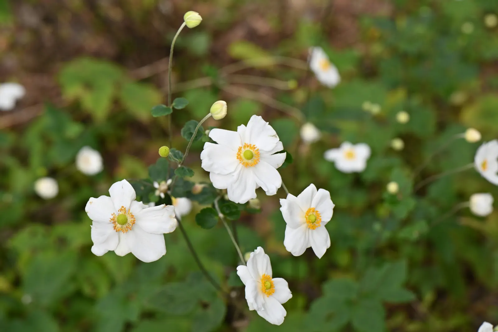 Japanese Anemone (Anemone Japonica) — making it a practical selection for areas where deer browsing can be an issue; perennial for full or half, image 90