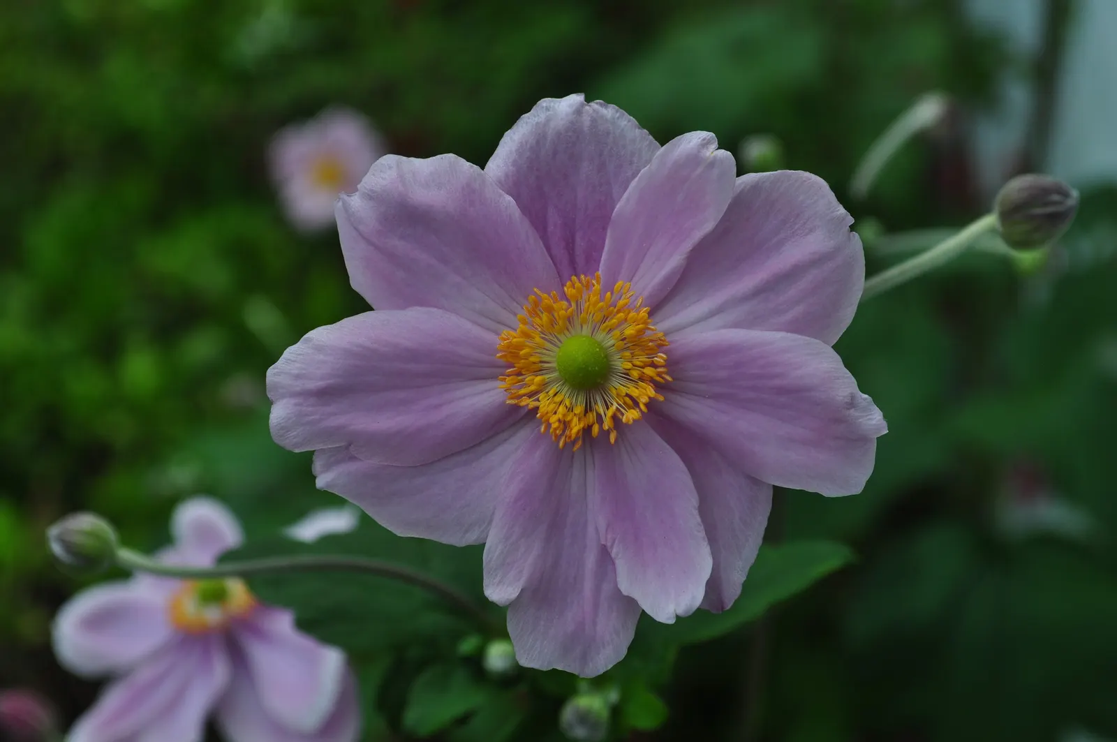 Japanese Anemone (Anemone Japonica) — the Japanese Anemone is a steadfast choice for a serene and inviting garden aesthetic; ideal for borders, it, image 129