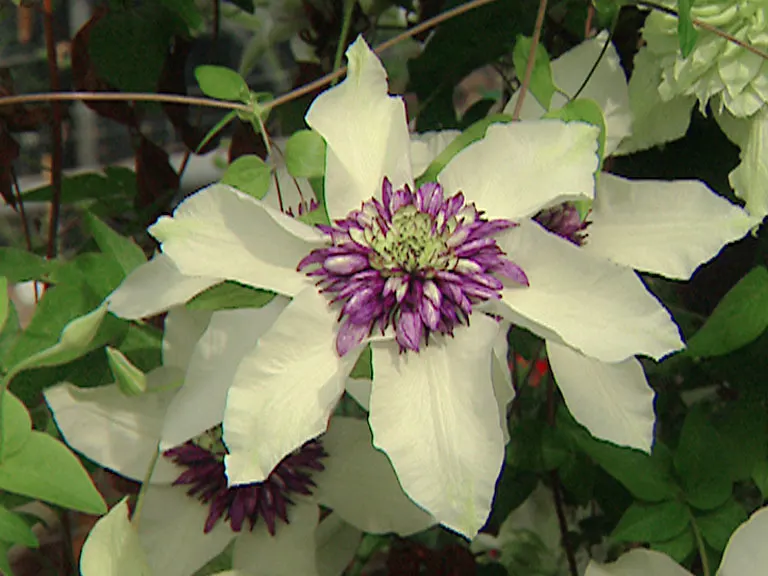 Japanese Anemone (Anemone Japonica) — saucer-shaped blooms atop wiry stems; provided the soil remains consistently moist, image 102