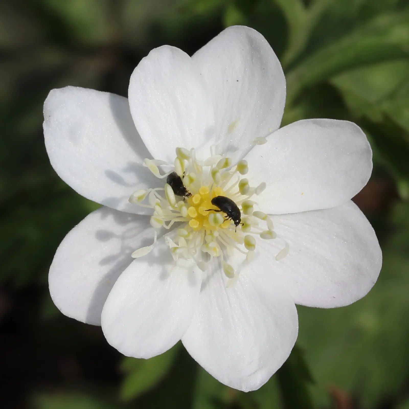 Japanese Anemone (Anemone Japonica) — with yellow stamens that attract pollinators to the garden; regular watering is necessary, image 154