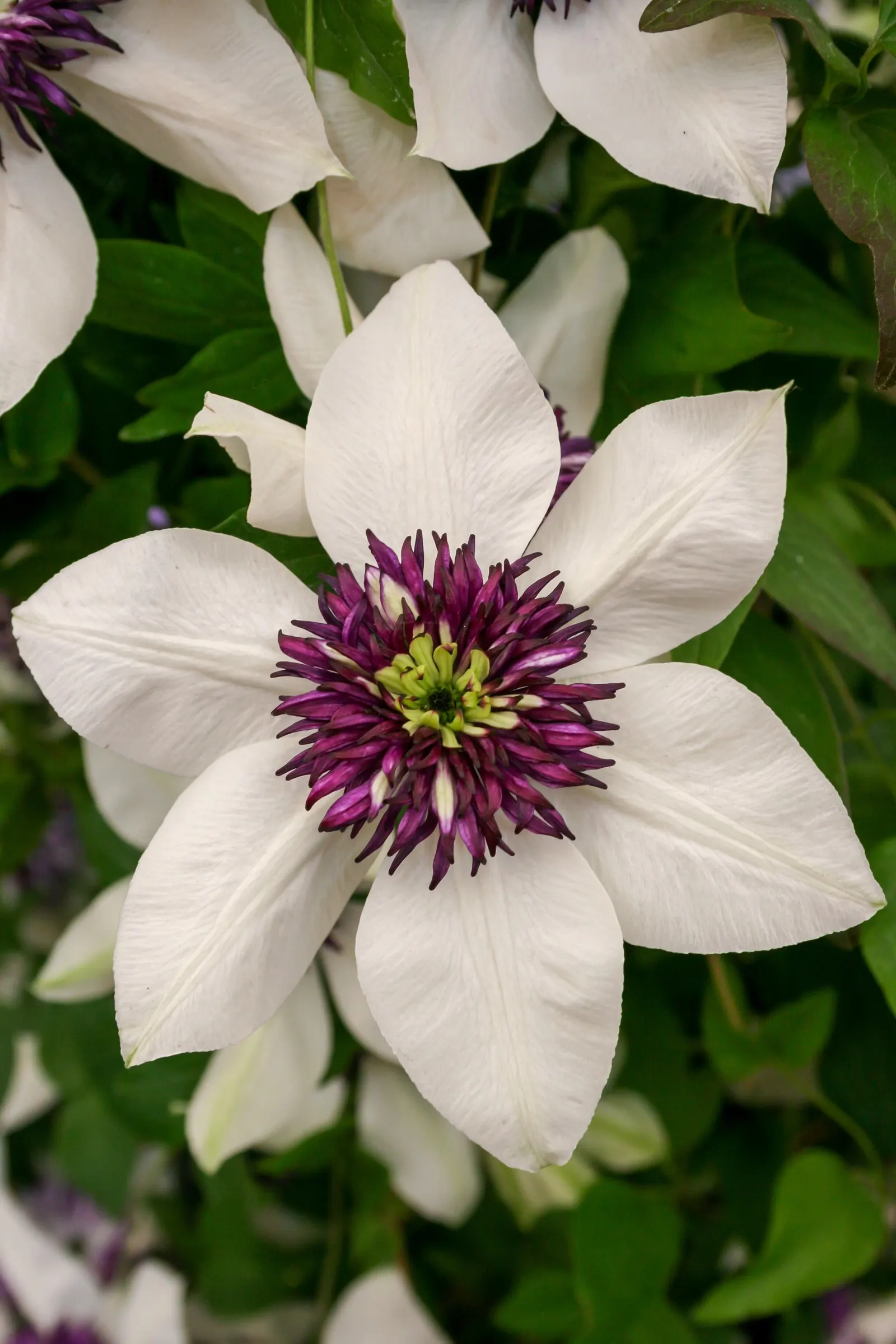 Japanese Anemone (Anemone Japonica) — presents a captivating display of simple yet elegant beauty in the landscape; this perennial prefers partial, image 77