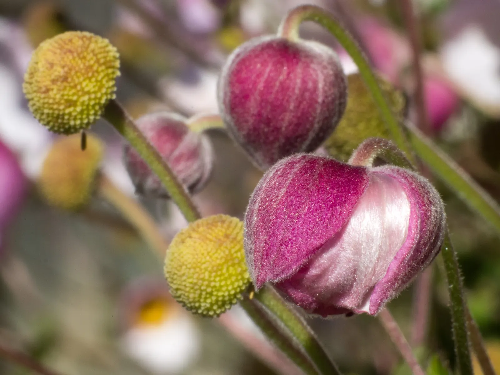 Japanese Anemone (Anemone Japonica) — provided the soil remains consistently moist; making it a practical selection for areas where deer browsing can be an