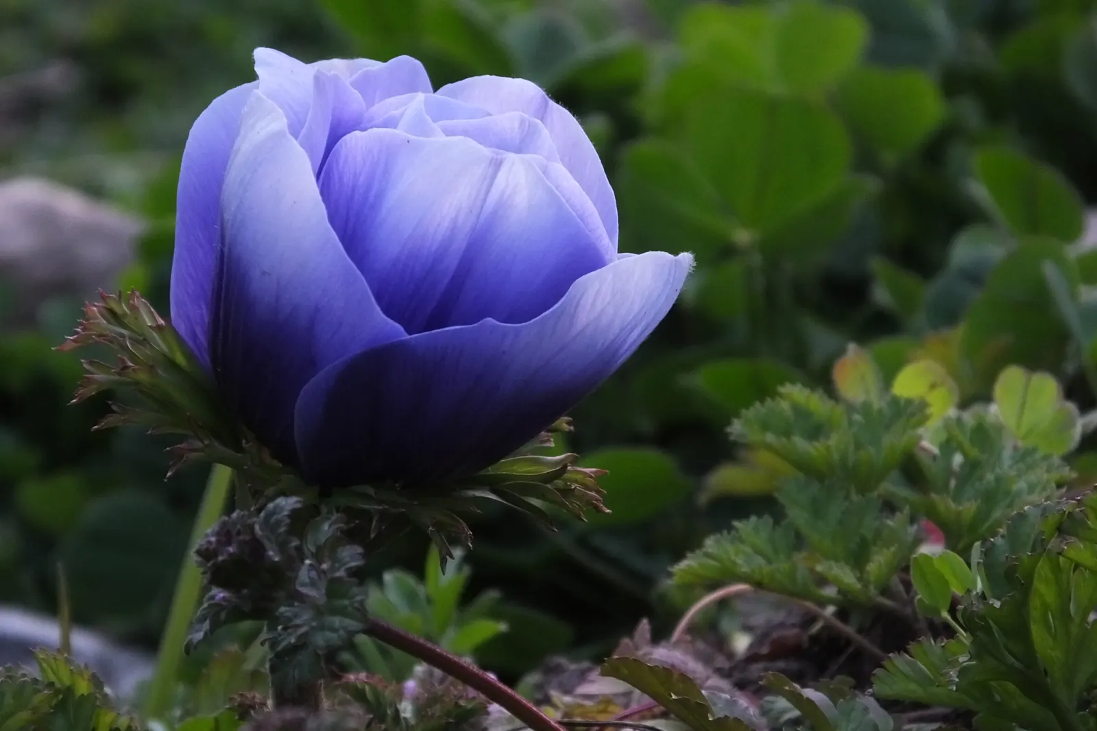Japanese Anemone (Anemone Japonica) — making it a practical selection for areas where deer browsing can be an issue; perennial for full or half