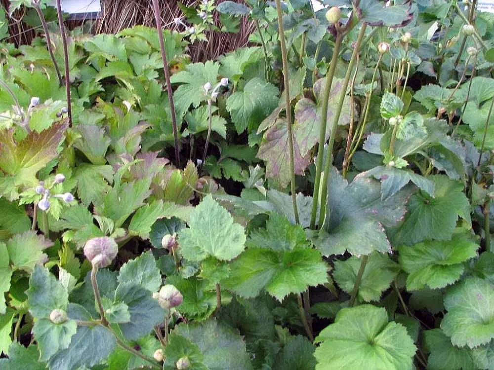 Japanese Anemone (Anemone Japonica) — consider its wind-swept movement and ethereal quality; this perennial's height ranges from 2 to 4 feet, image 158