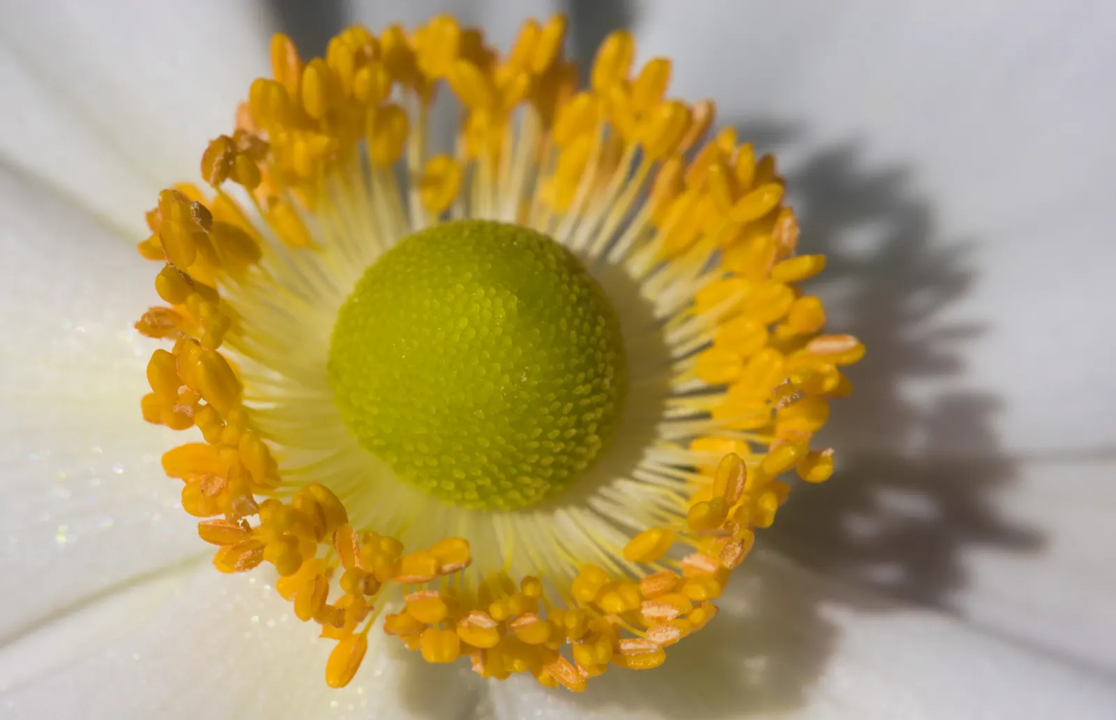 Japanese Anemone (Anemone Japonica) — The Anemone japonica is somewhat deer resistant; consider its wind-swept movement and ethereal quality, image 89